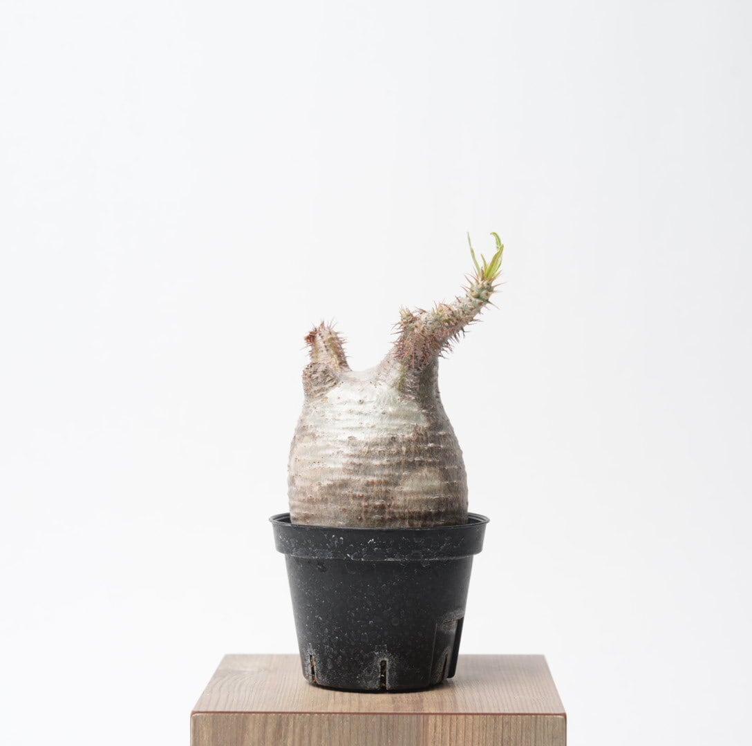 148【現地球・発根管理中】パキポディウム・グラキリス（塊根植物／コーデックス） 92【現地球・発根管理中】パキポディウム・グラキリス（塊根植物