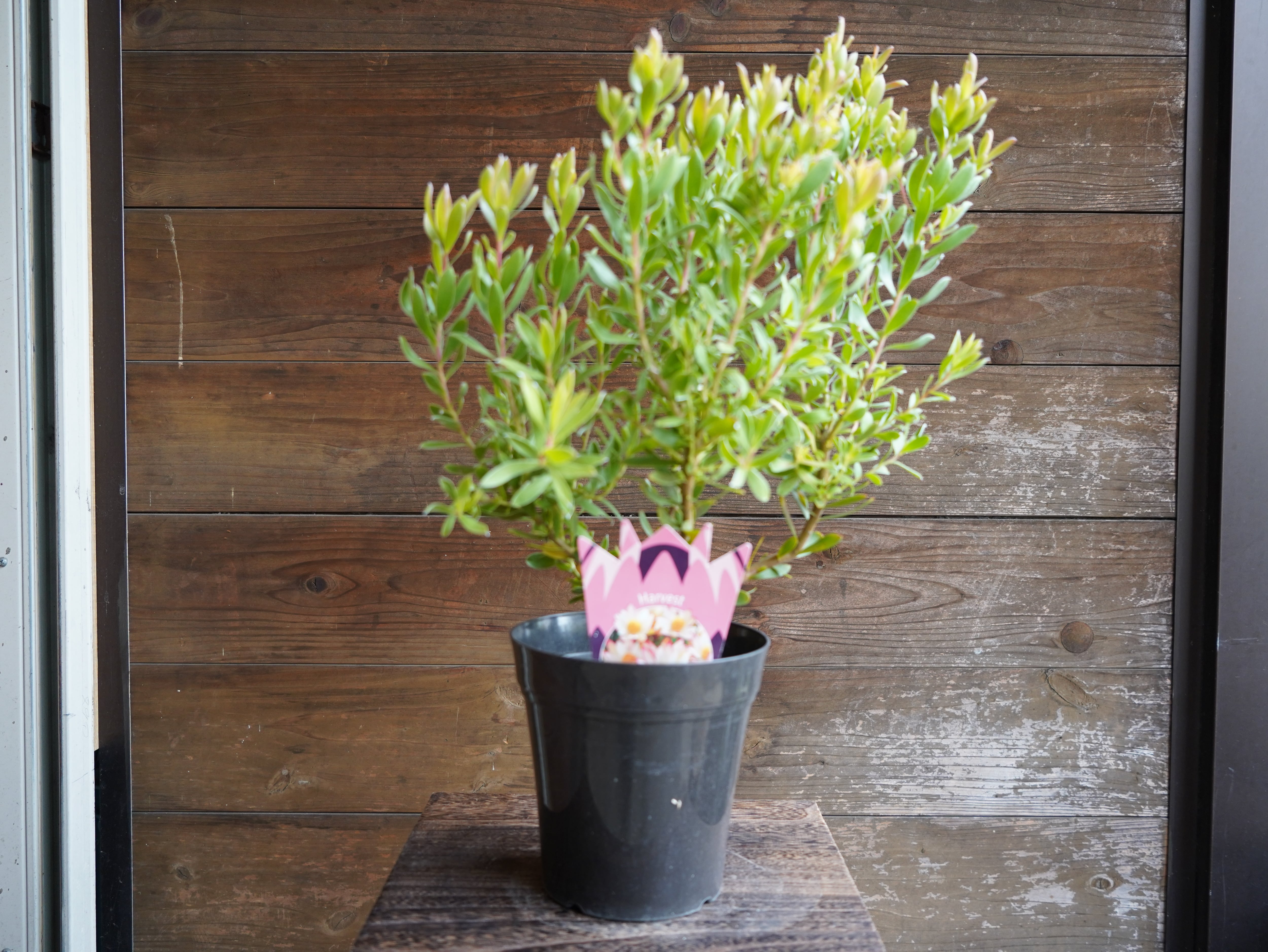 【現物】リューカデンドロン　”Harvest”