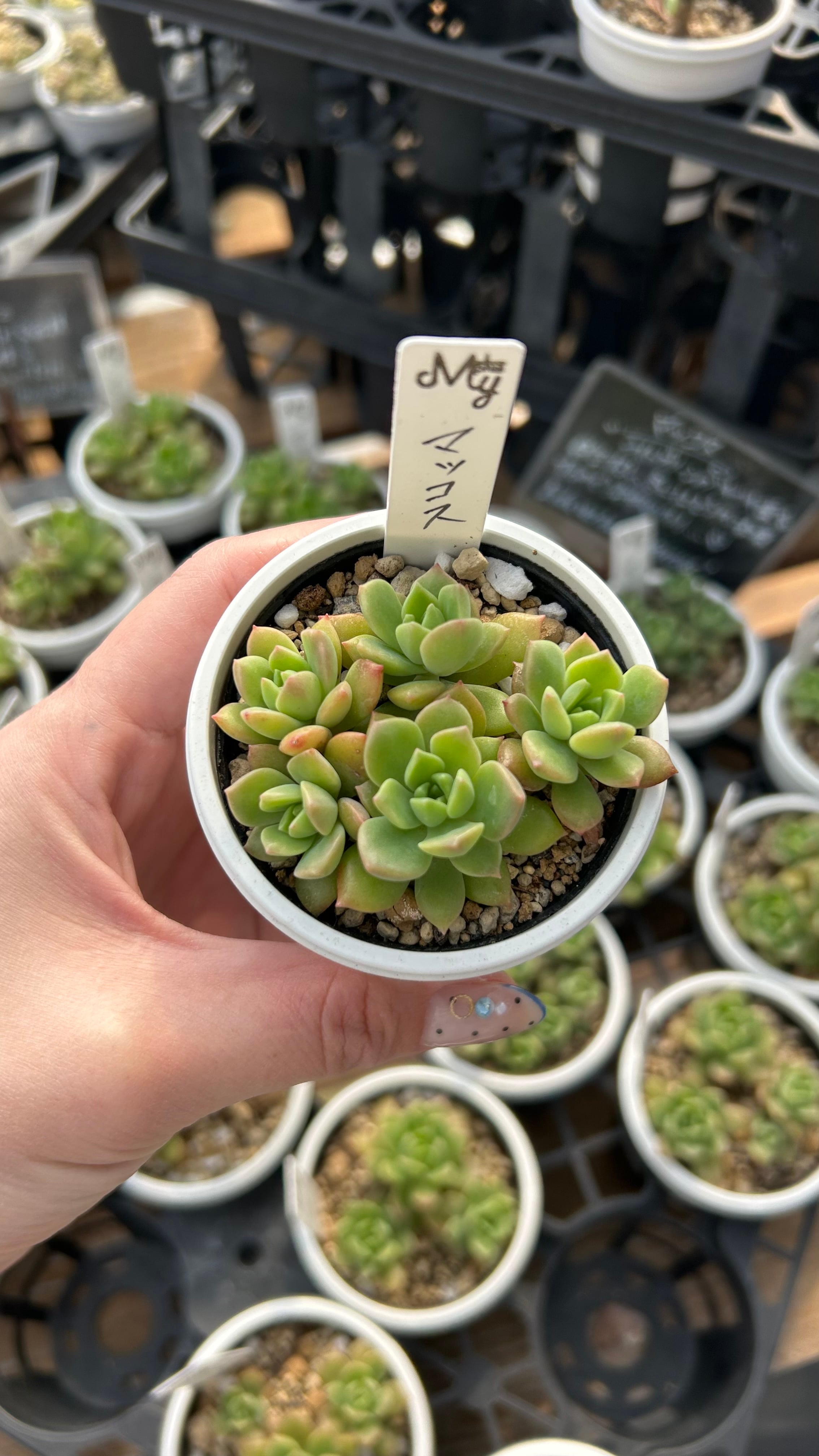 多肉植物 アエオニウム 孔雀白錦 美苗 #孔3 | Pay ID