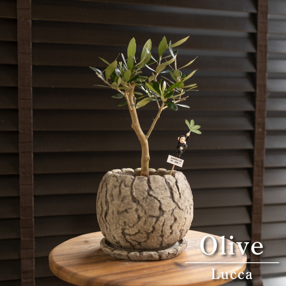 盆栽 Olive オリーブの木 ルッカ Lucca 盆栽仕立て 恐竜のたまご 陶器 