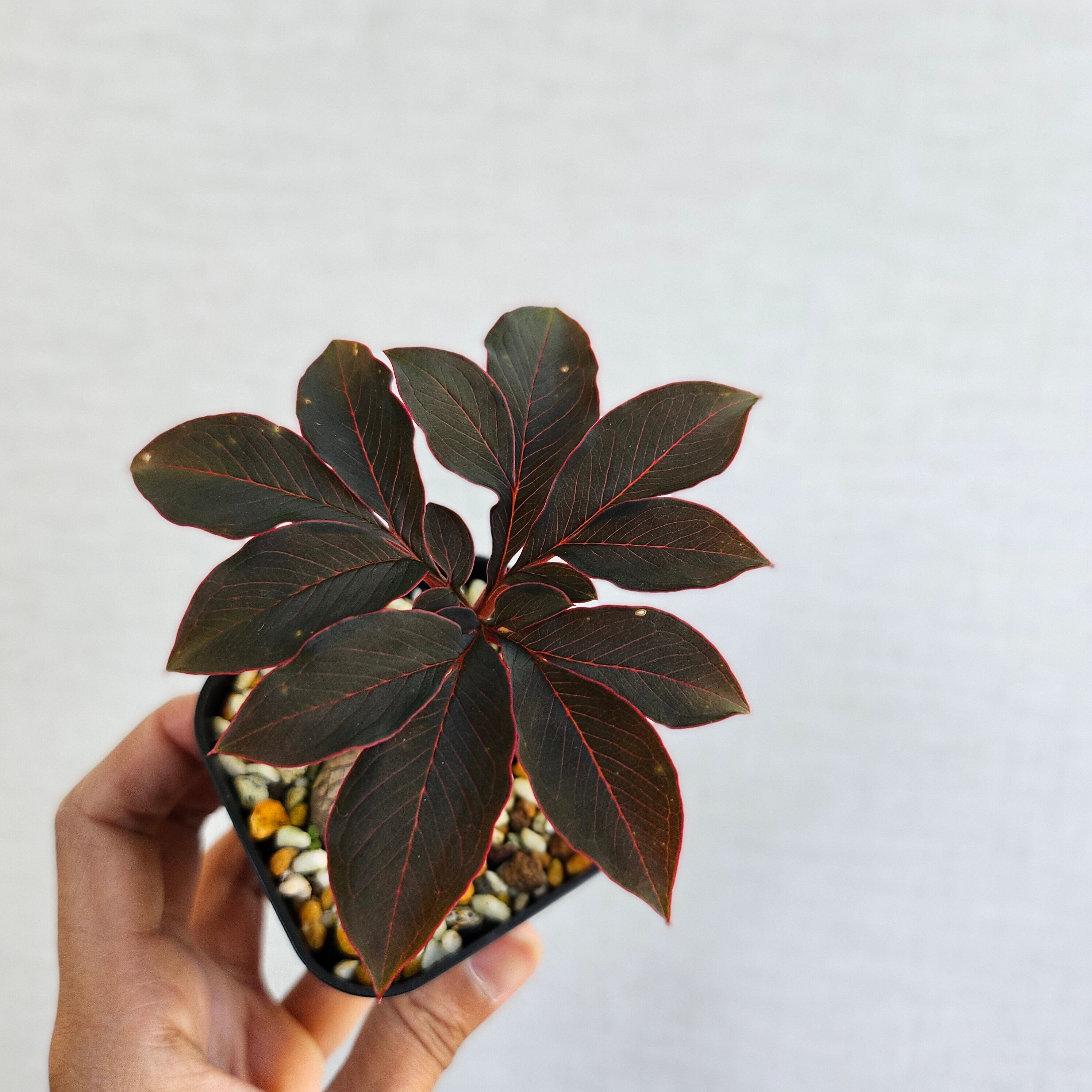 AM8 ♡レア〚 アモルフォファルス アトロビリディス 〛 Amorphophallus Atroviridis 塊根植物 コーデックス