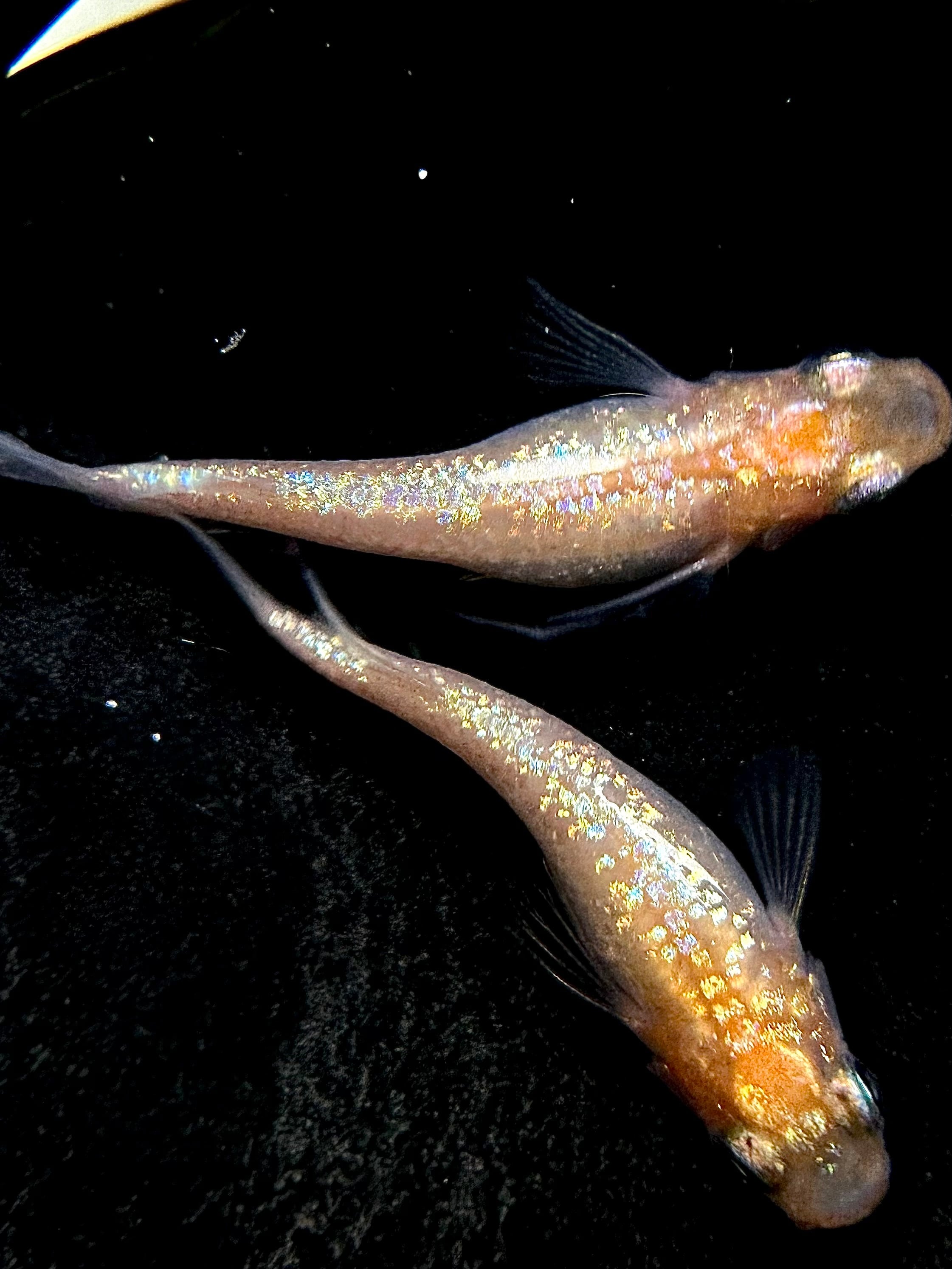 夢中めだか様購入 ハイビスカス1ペア 夢中めだか様購入 ハイビスカス1ペア