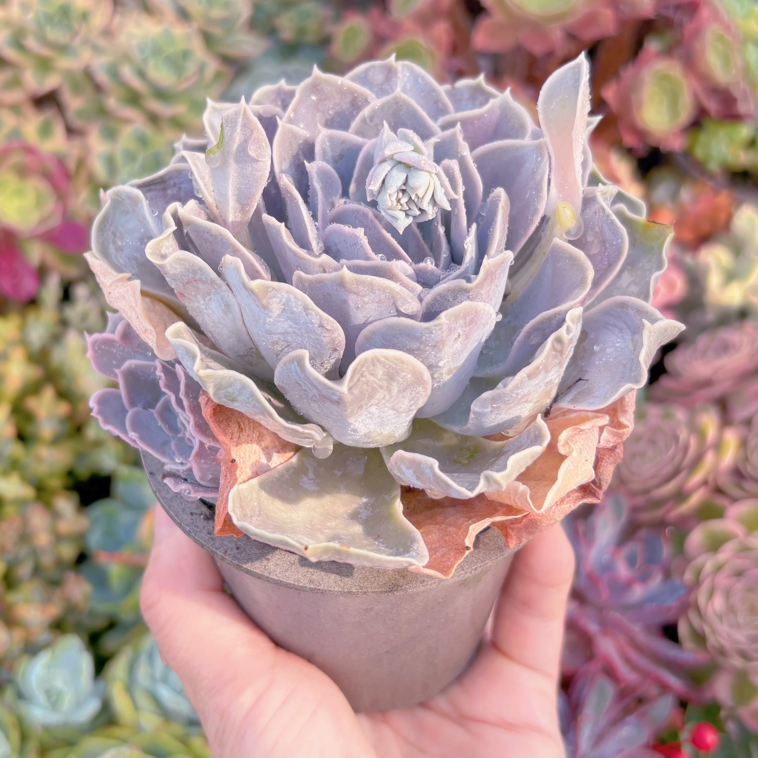 現品　ルンヨニー サンカルロス#741　大苗　るる農園