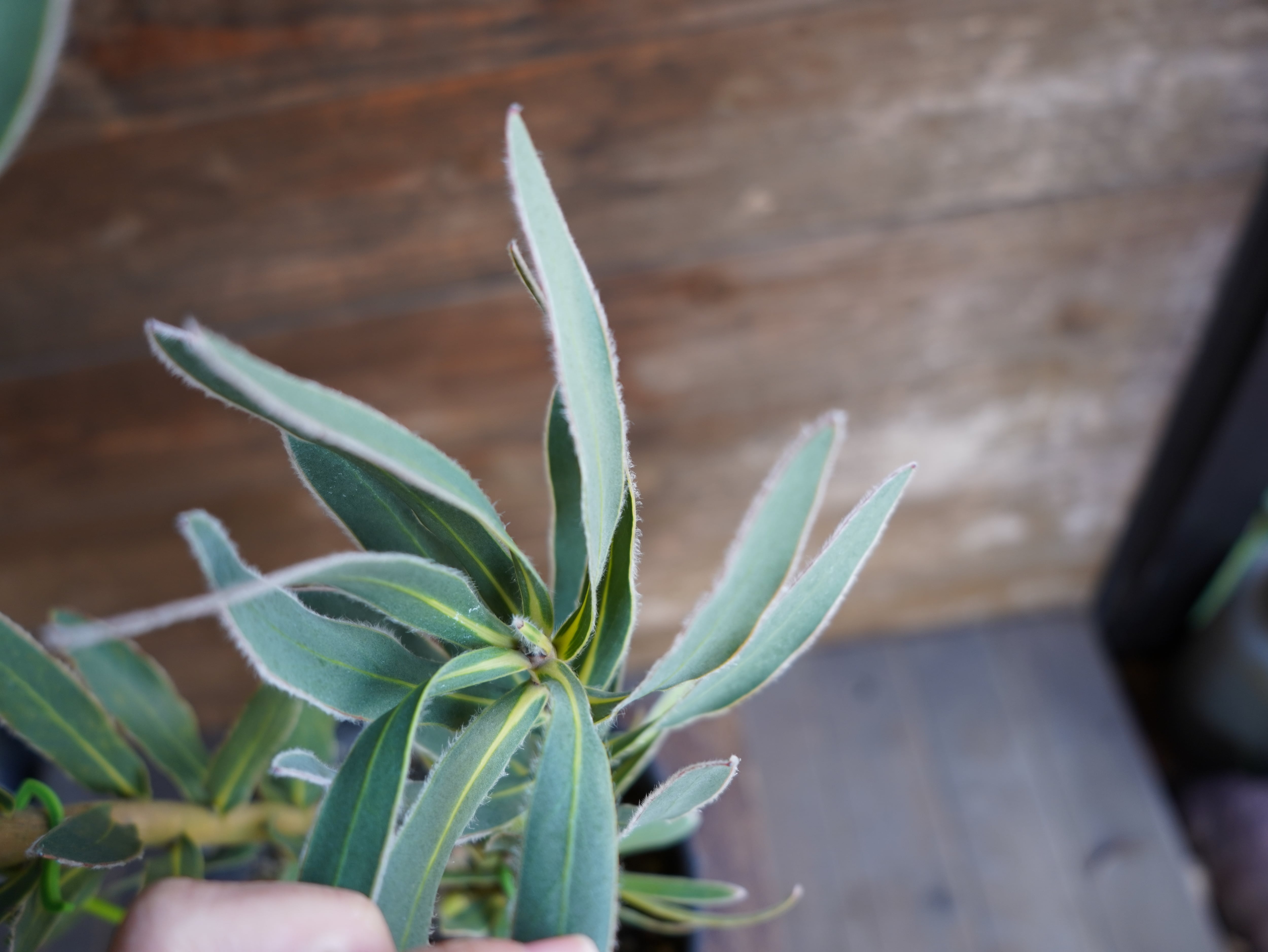 【現物】プロテア　"ピンクパール"