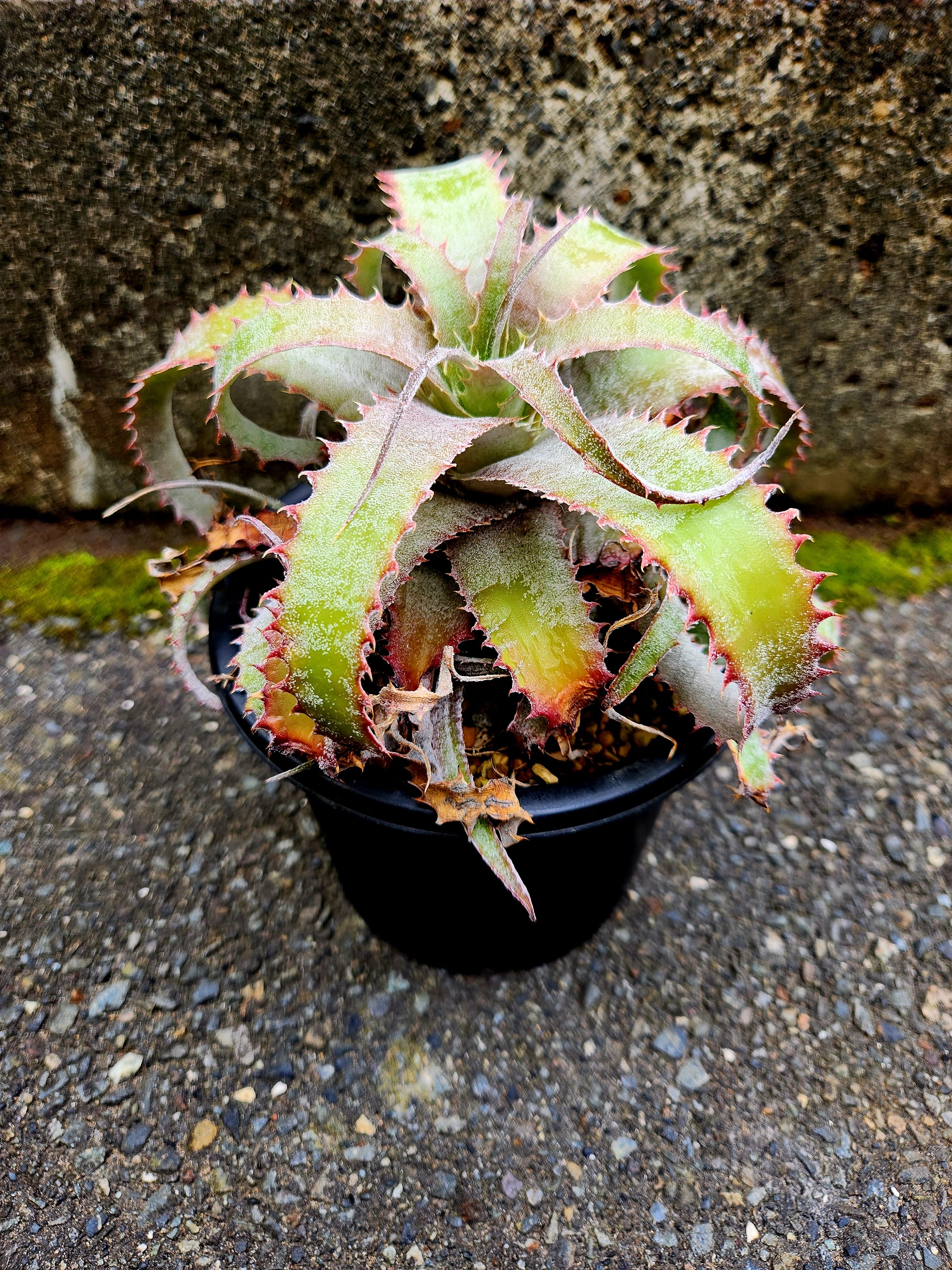 大人気 ヘクチア ラナタ 雌株 Hechtia lanata ⑴ ヘクチア・ラナータ hechtia lanata | フラワーショップあきの