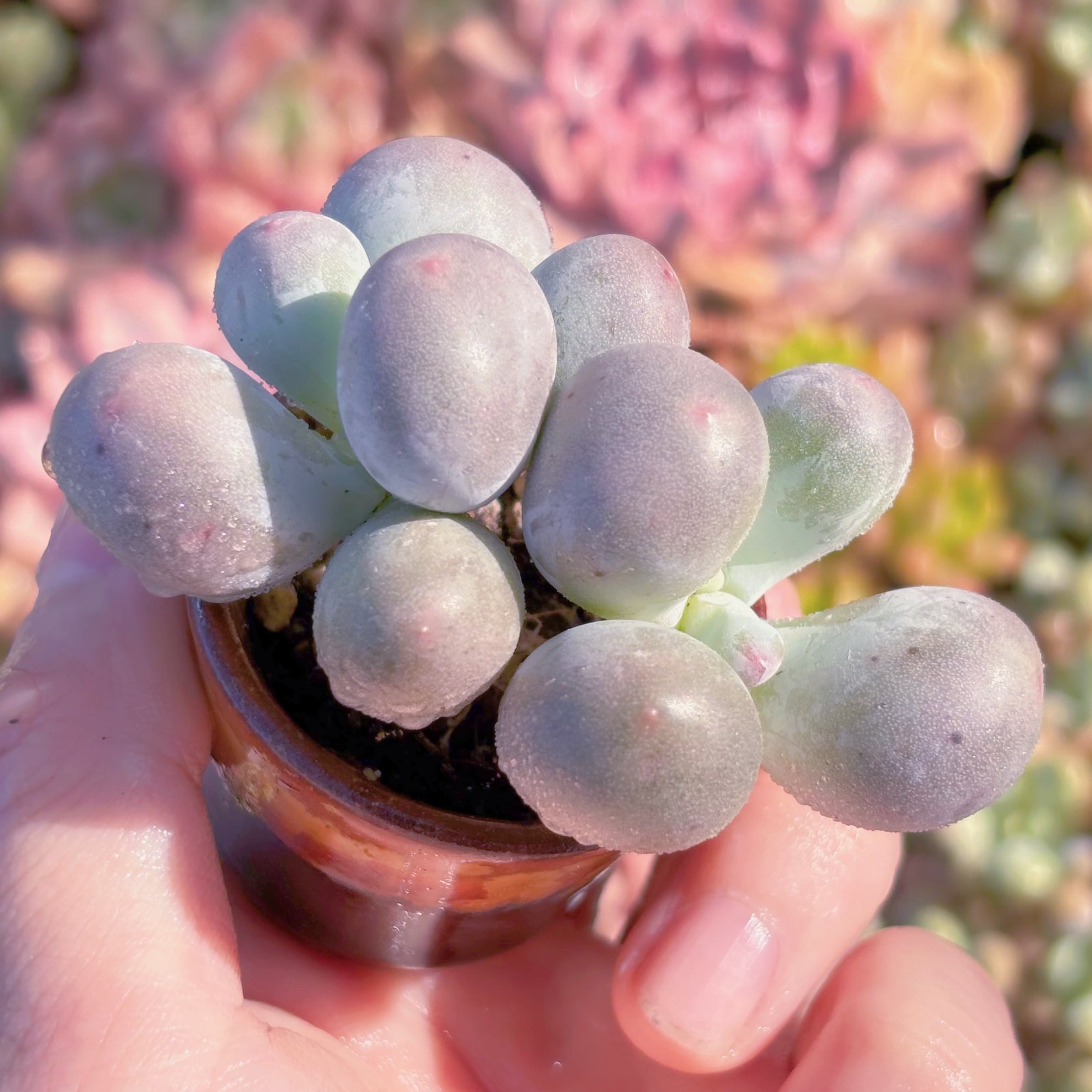 多肉植物　ミルクミル　新入荷　るる農園