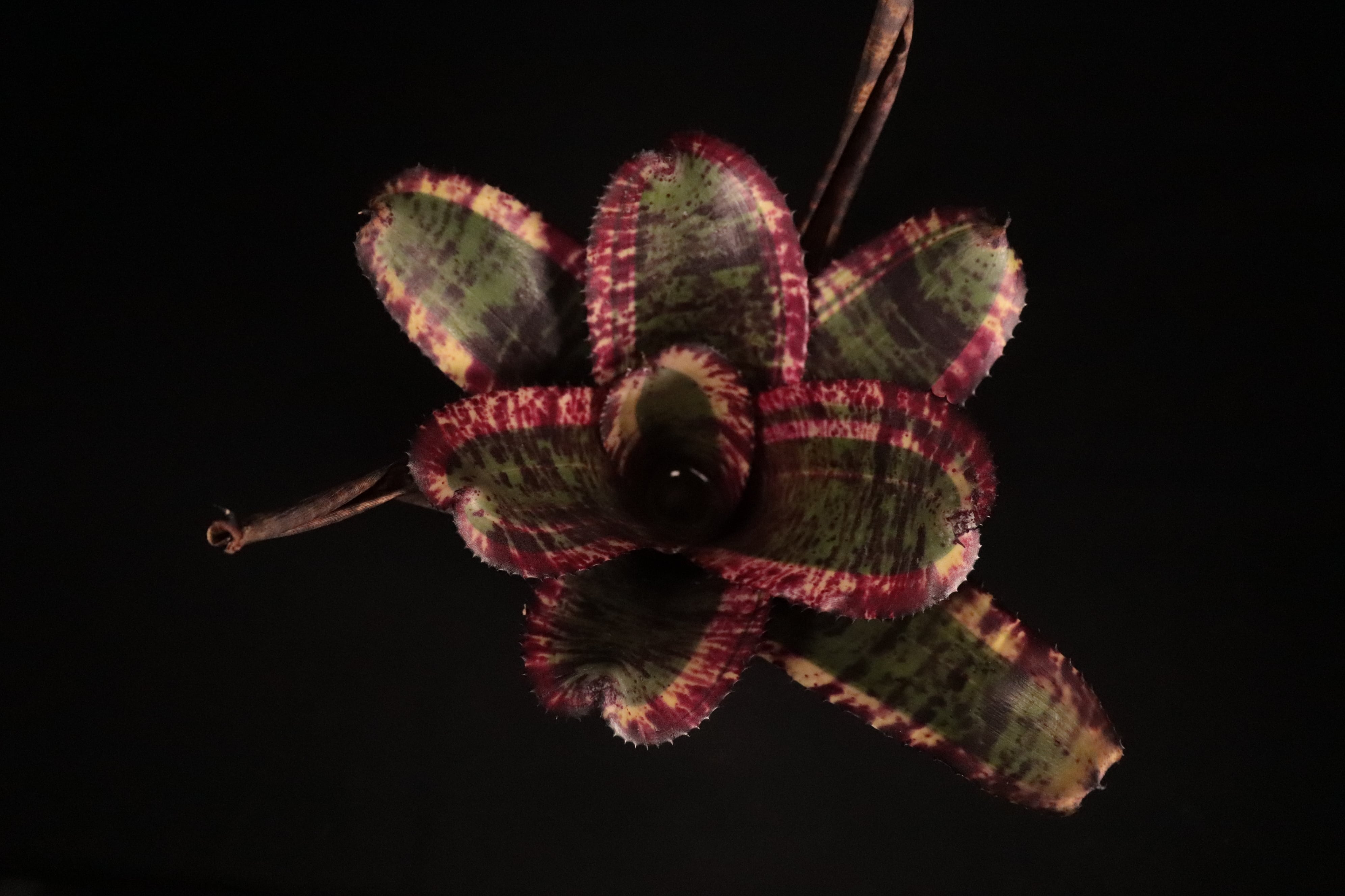 送料無料】Neoregelia 'Black Opal'〔ネオレゲリア〕現品発送 送料無料】Neoregelia 'Black Opal'〔ネオレゲリア〕現品発送