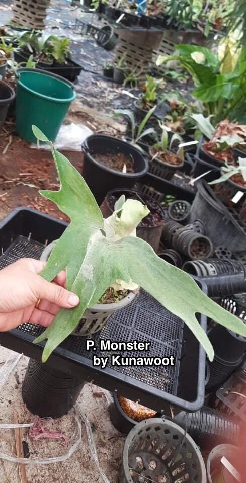 P.Monster 【artPLANTs】ビカクシダ/Platycerium | artPLANTs （アート