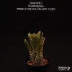 【送料無料】Neoregelia punctatissima yellow form〔ネオレゲリア〕現品発送N0396