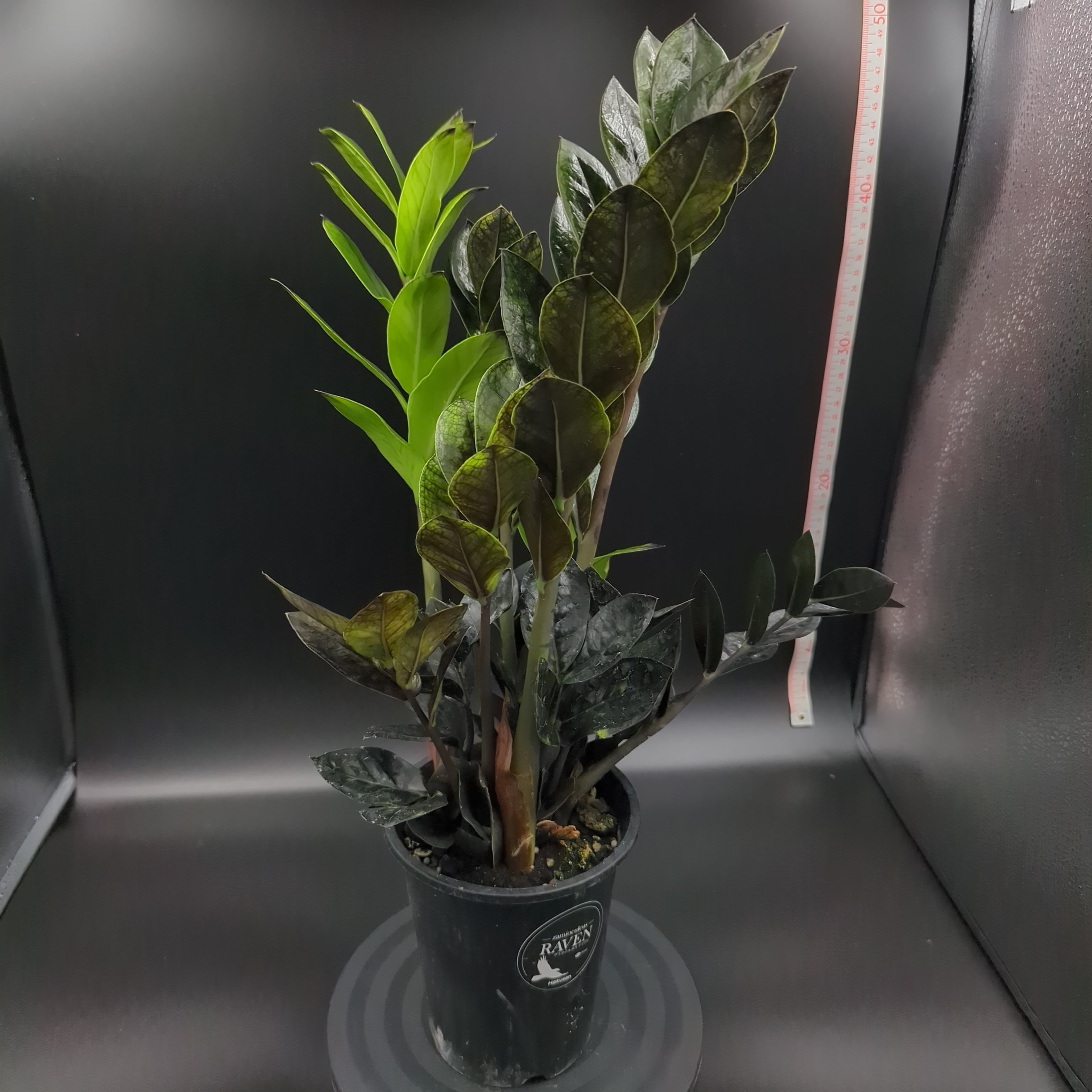 ザミオクルカス レイヴン | BRIDGE GARDEN