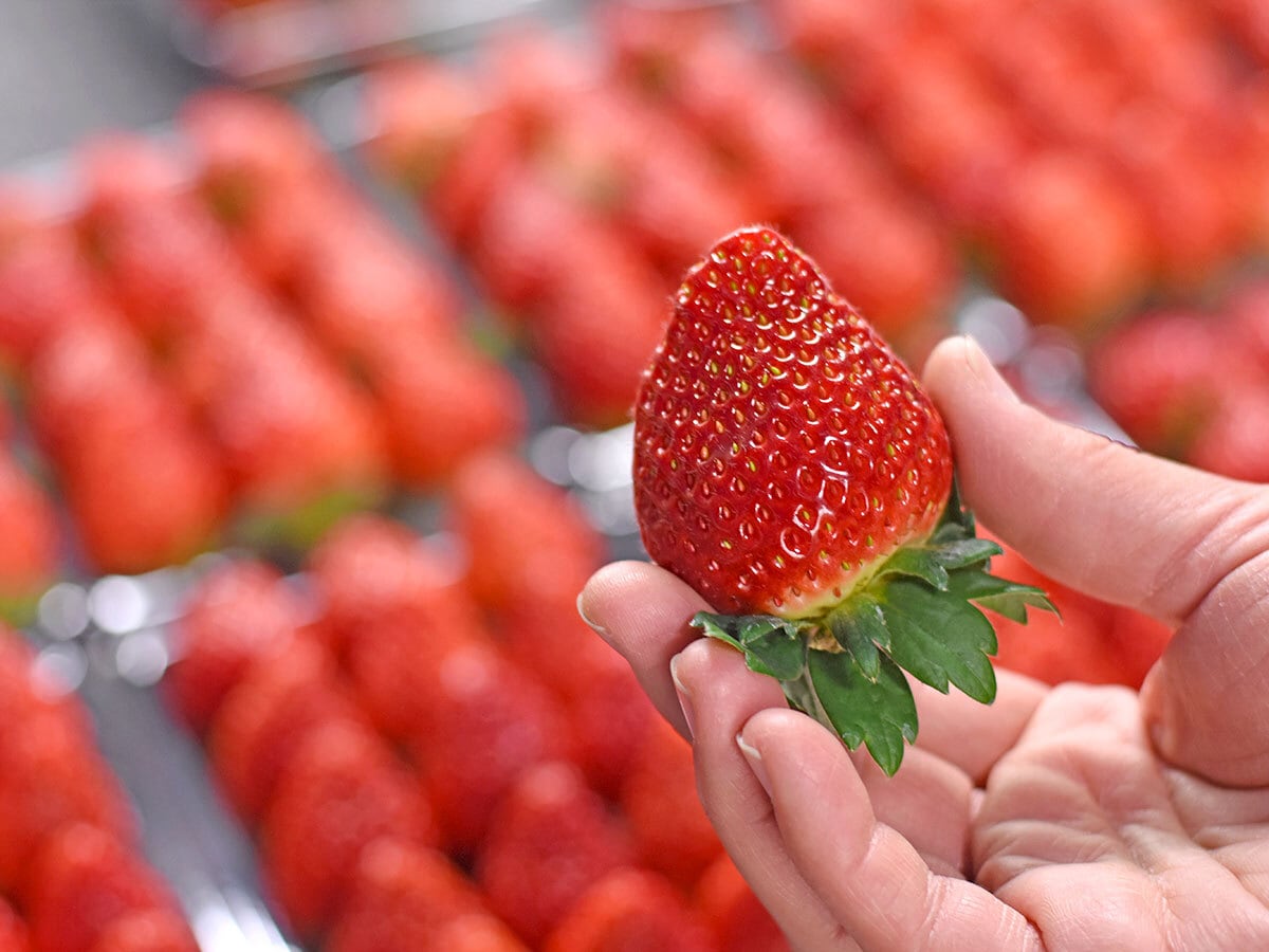 朝どり】茨城県産とちおとめ | 特選15玉 | 2パック1箱 | 茨城県産朝