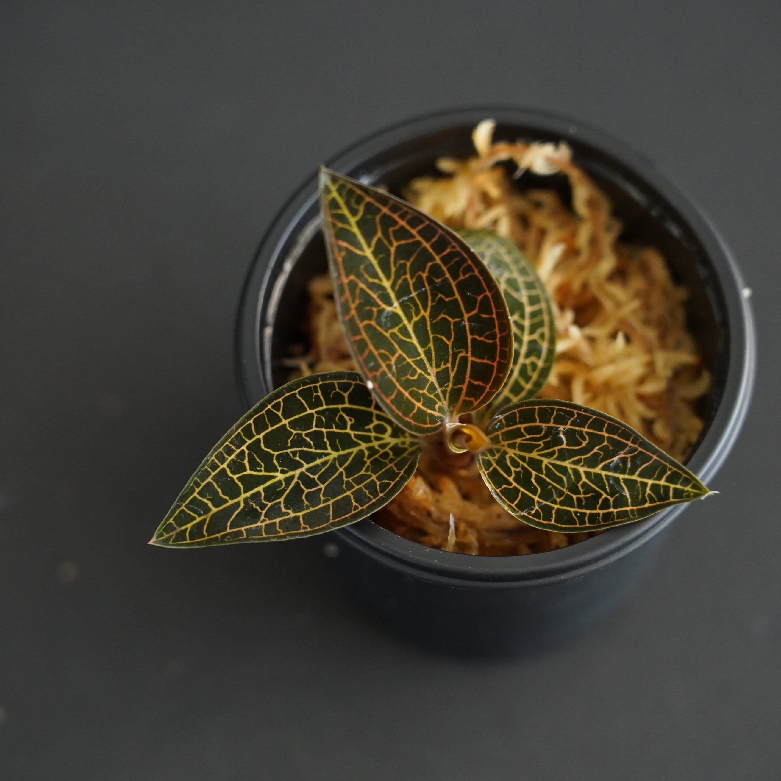 ◇現品◇ルドキルス Ludochilus【ジュエルオーキッド宝石蘭／石崎