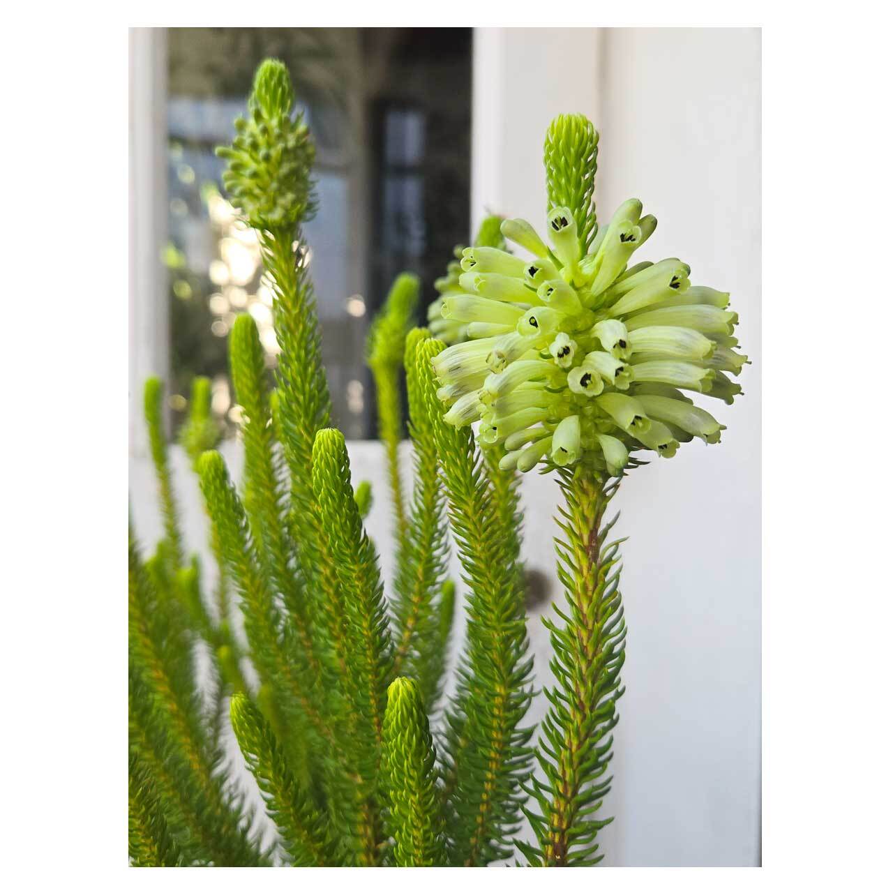 Erica sessiliflora | Seeding