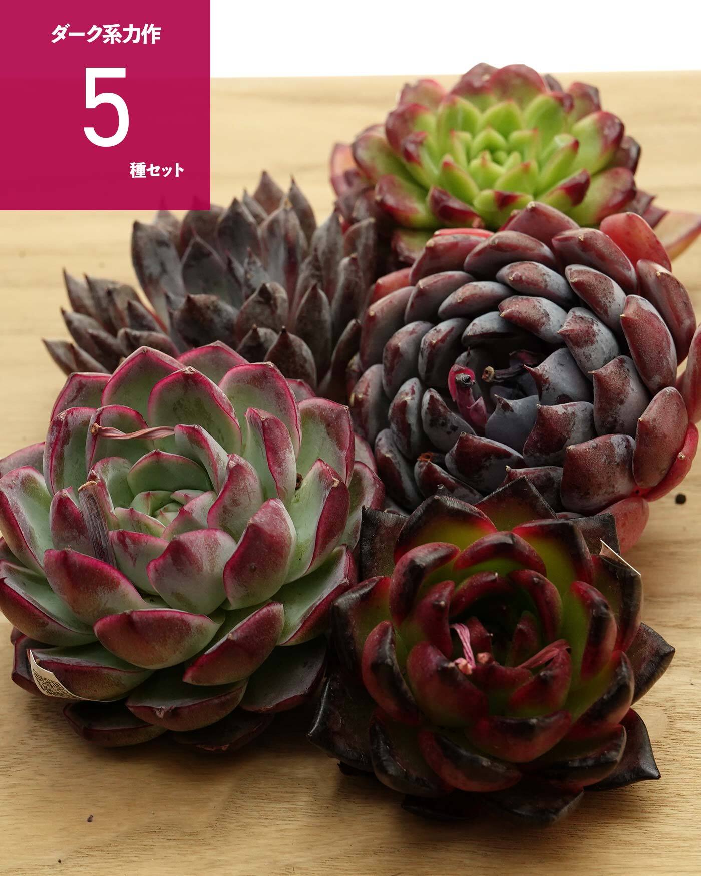 日本初？うちにしかない？！ | PUKUBOOK SUCCULENTS