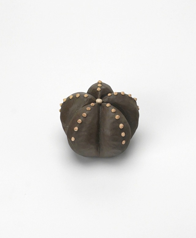 陶植／ランポー玉 - 五角（大）　BL/W