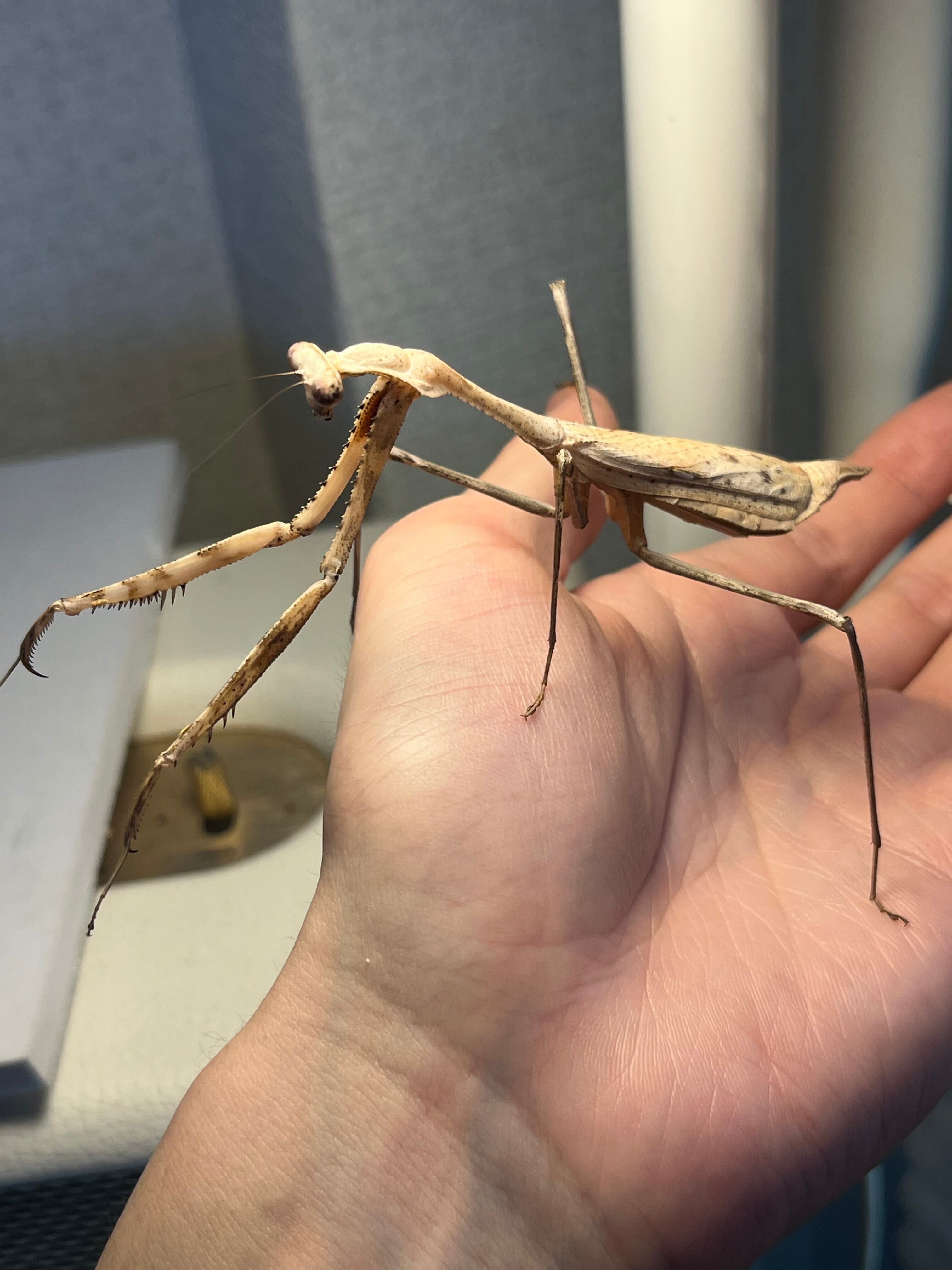 ナナフシ、コノハムシの図鑑 ボルネオ島 STICK INSECTS OF BORNEO