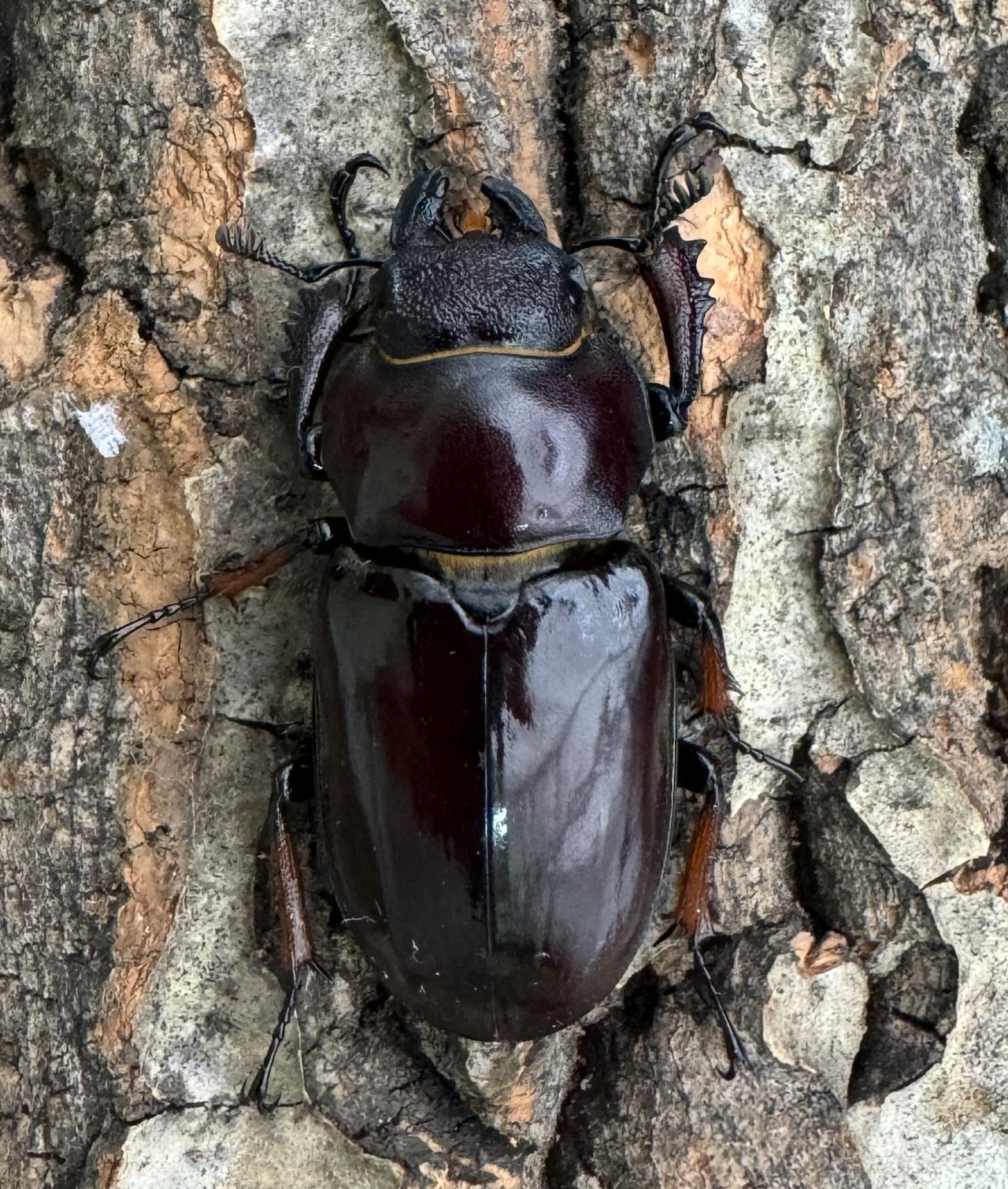 【WD】《イミタトールミヤマ(イミテーターミヤマ) 大型 ペア》