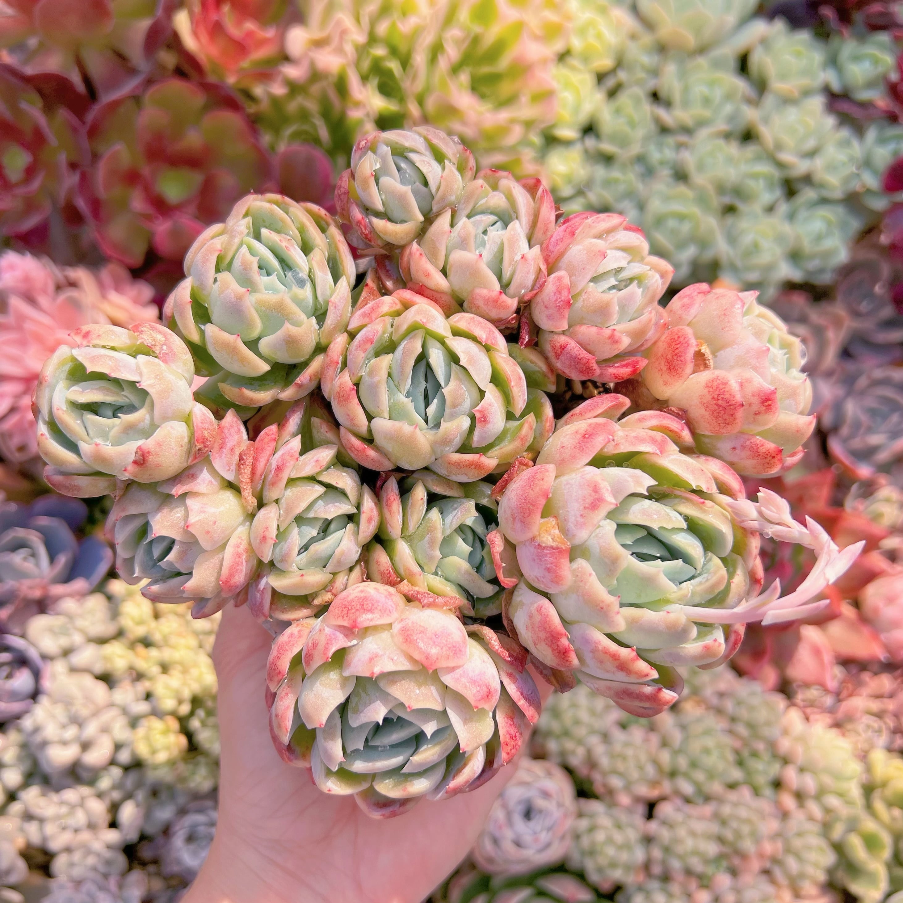 現品　クリームベリー#334　大群生　るる農園