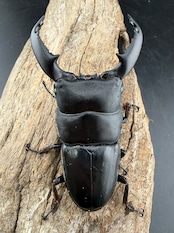 【WD】《スマトラオオヒラタ アチェ産 85.5mm ペア》