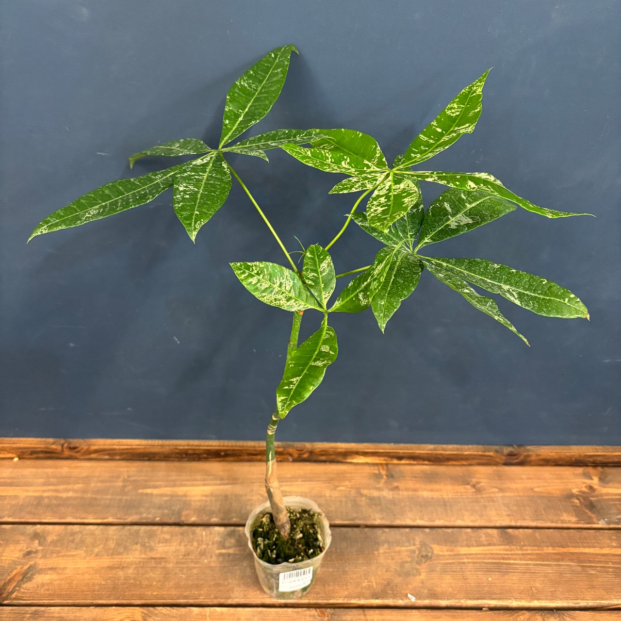 パキラ ミルキーウェイ 実生【797】