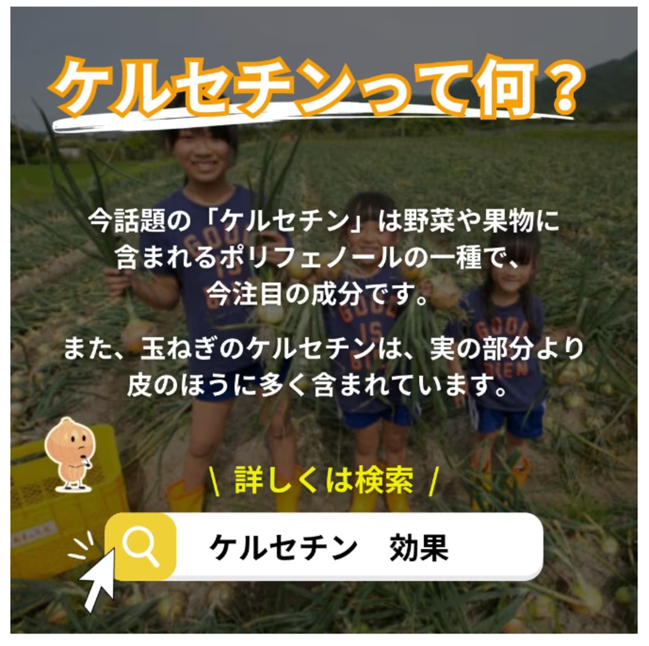 【定期便_1ヶ月に一回】のむたま茶　淡路島産玉ねぎの皮100％使用