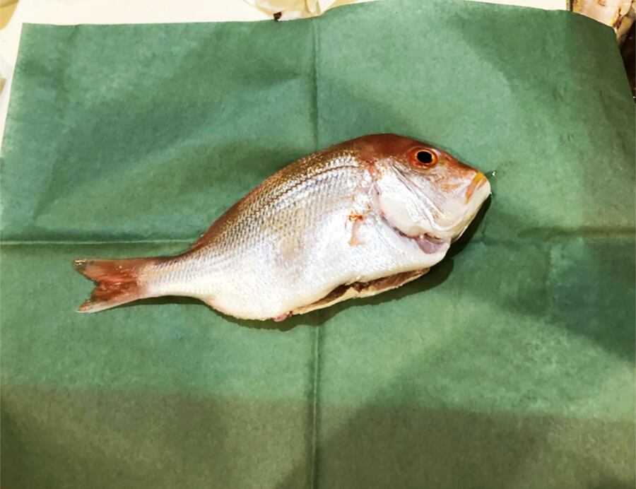 グリーンパーチ 4切り 508×381mm 500枚 (北海道・沖縄・離島は配送不可) 魚を包む緑の紙 熟成 耐水 耐湿 釣り つり 津本式 血抜き