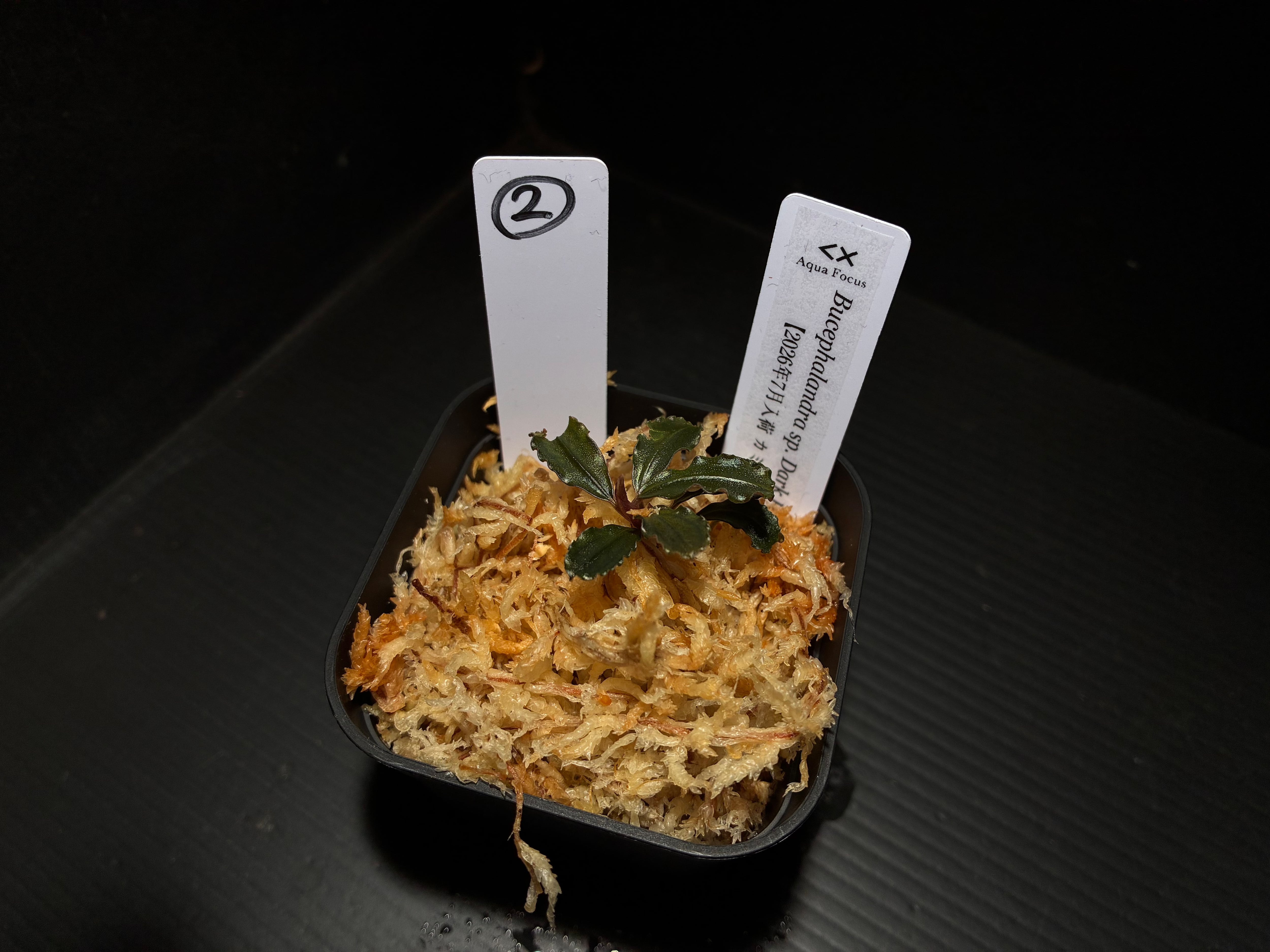 水草・観葉植物 | AquaFocus