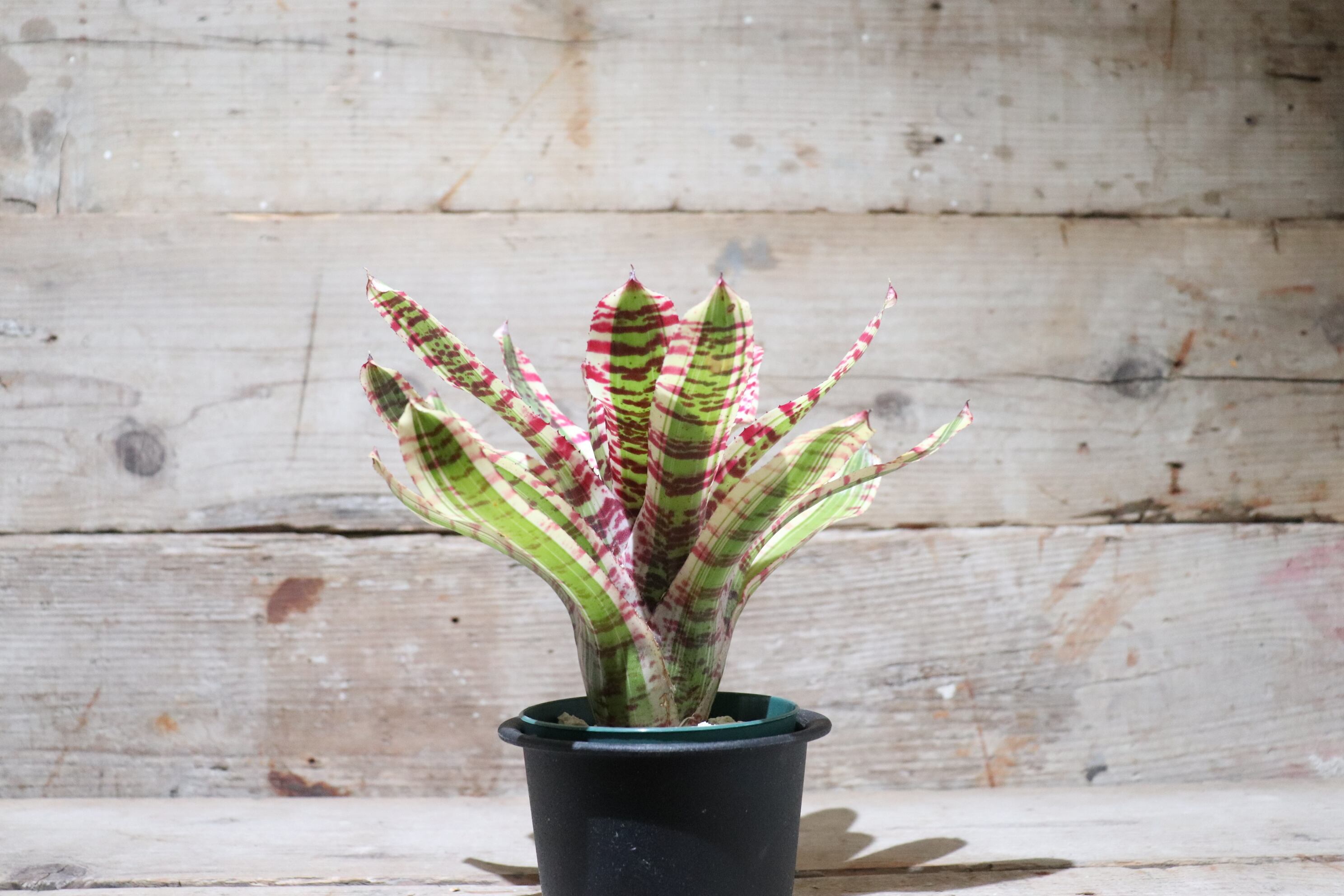 送料無料】Neoregelia 'Wild Rabbit'〔ネオレゲリア〕現品発送N0026