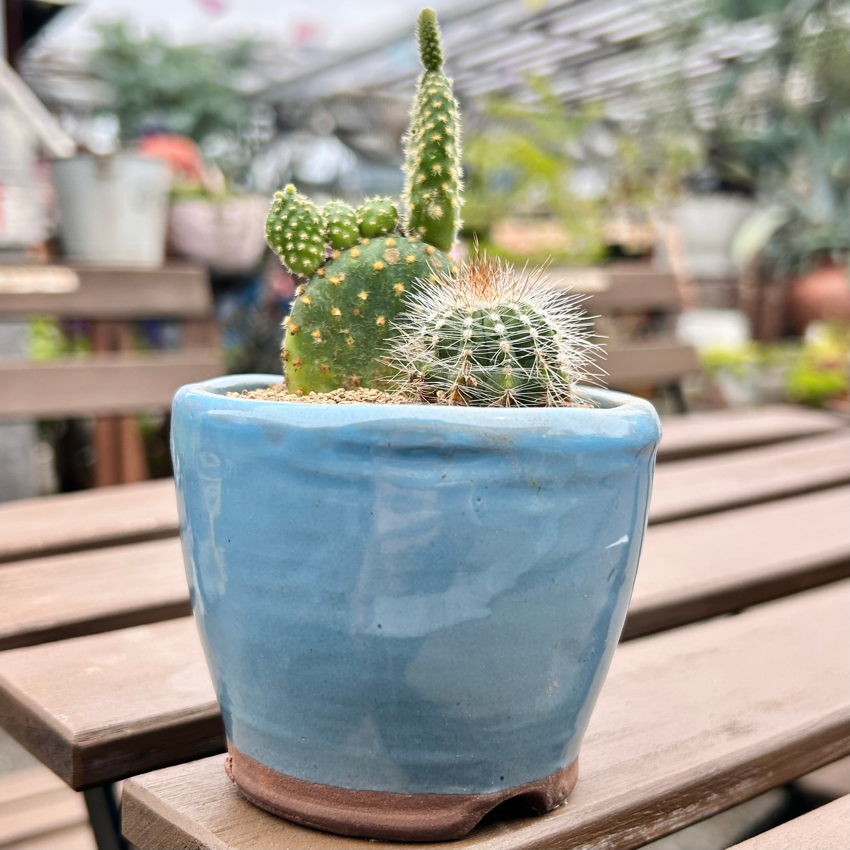 てんちゃにしき(アエオニウム)群生 | RuPo 多肉植物専門店
