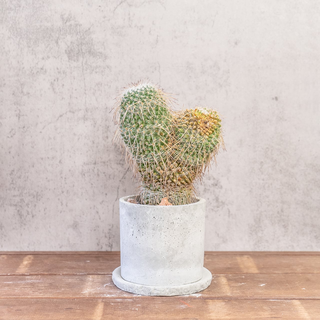 白王丸（マミラリア）｜再生中のふたこぶ個体・割引特価【一点物】