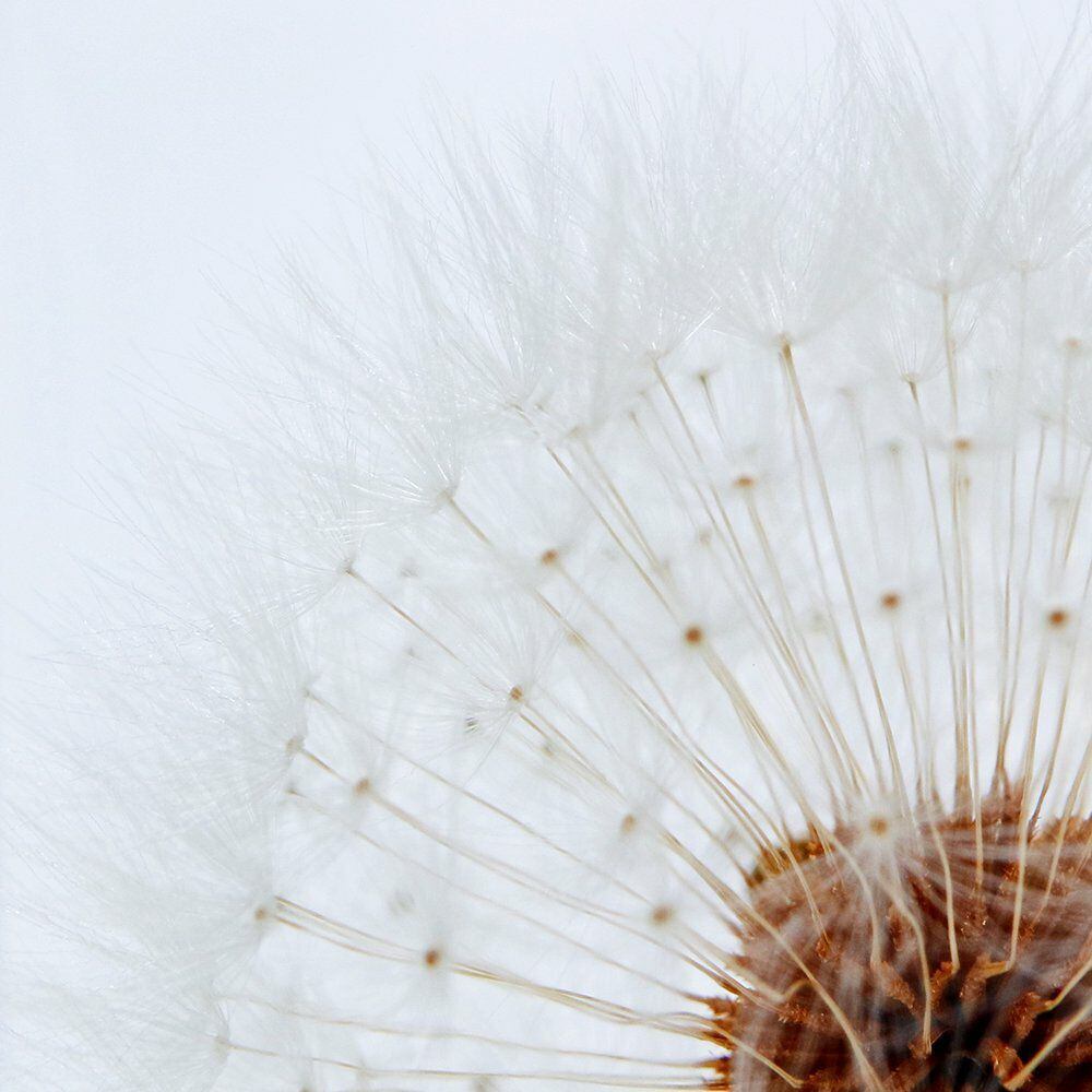 Sola cube タンポポ | docketstore