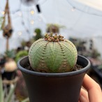 Euphorbia obesa ssp. symmetrica【ユーフォルビア・シンメトリカ】