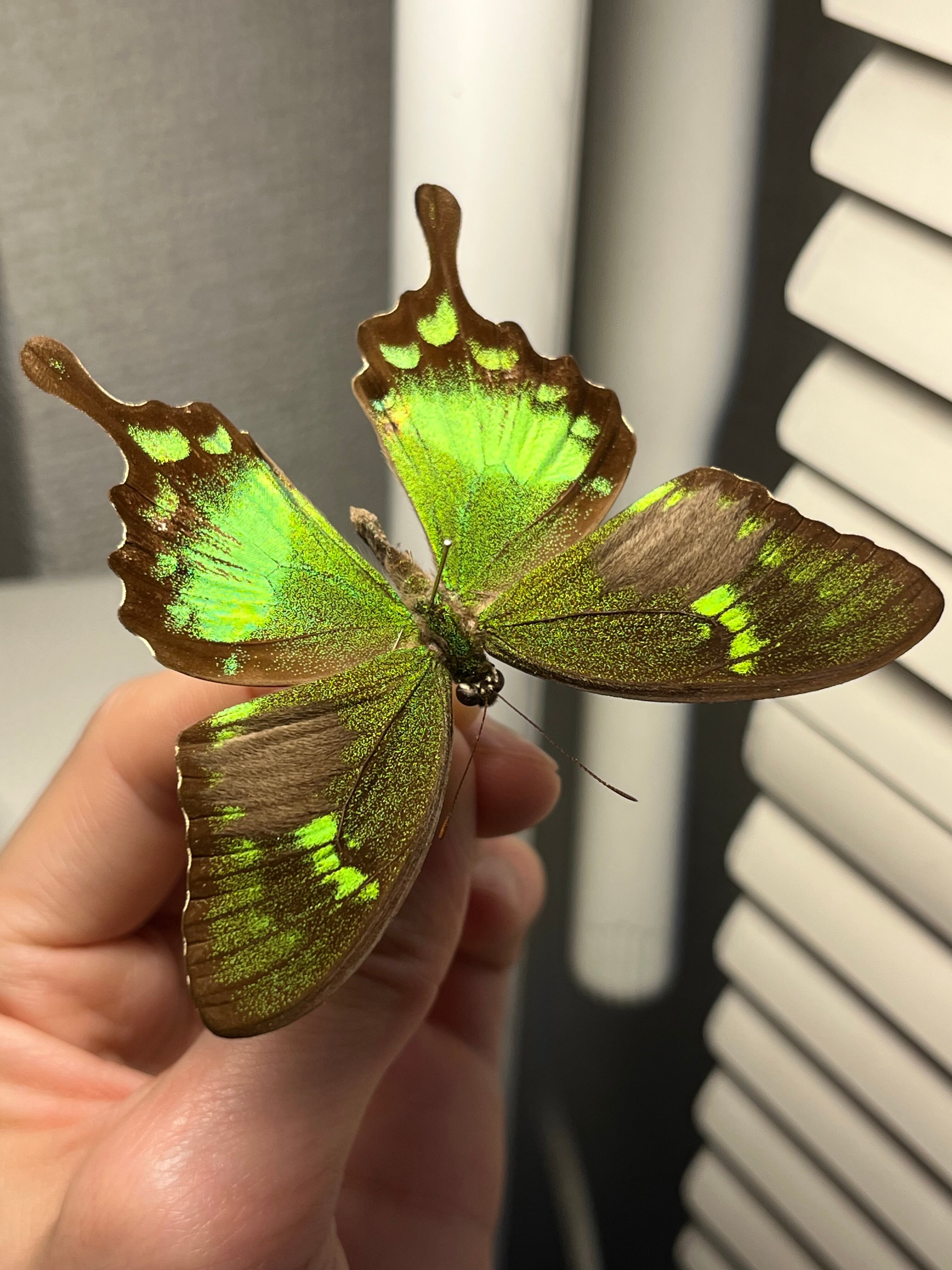 二色展開】スンバアオネアゲハ Papilio 外国産蝶標本 ルリモンアゲハ