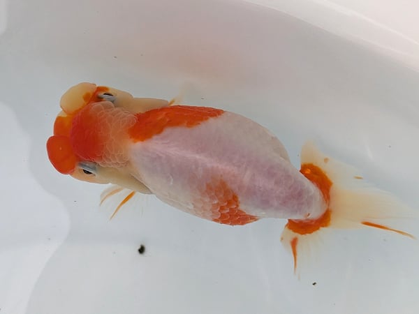 ◆大万らんちゅう◆４日発送日限定　受精卵約３０００個　その八 ◇大万らんちゅう◇日らん予定魚 ２９日発送日限定 受精卵約３０００個