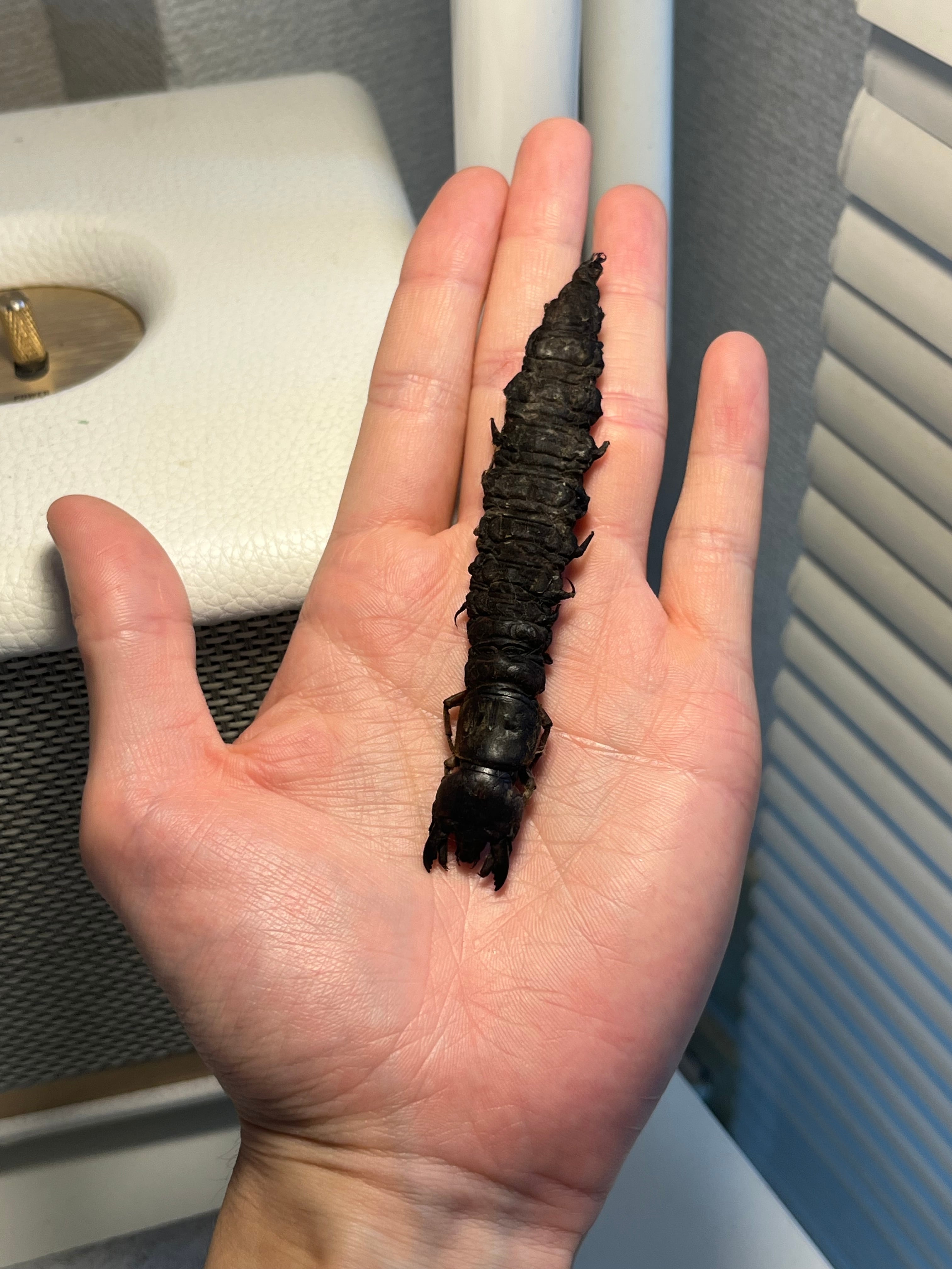 蜻蛉最大種】Palpares sp.アミメカゲロウウスバカゲロウトンボゼミセミ