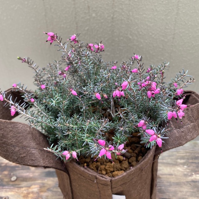 Erica Africana Caniculata In Vaso 17cm, Pianta Sempreverde Da Esterno, Fiori Rosa Invernali, Altezza 35-40cm - 2