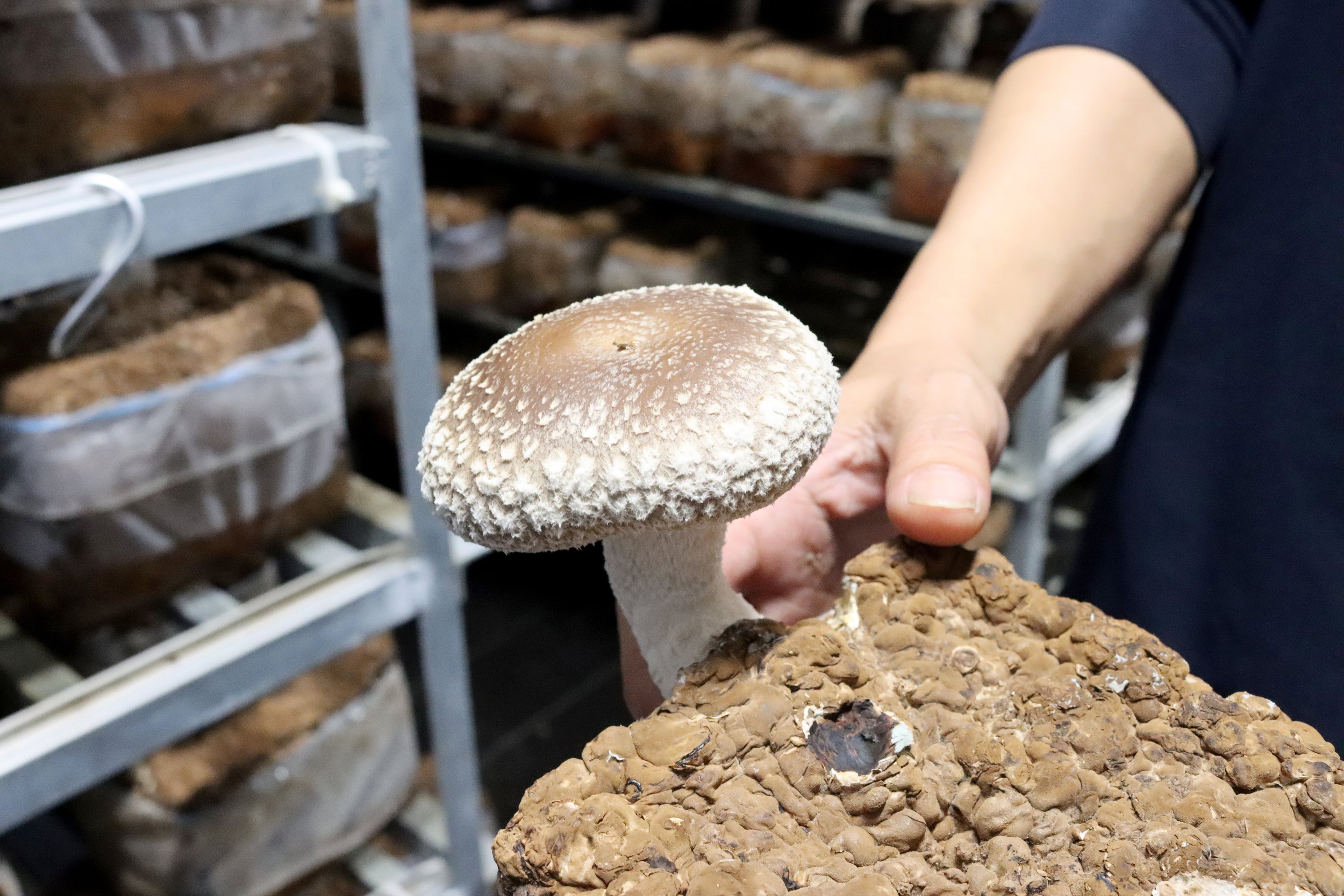 肉厚 生しいたけ 1kg | JA富里市産直センターオンラインショップ