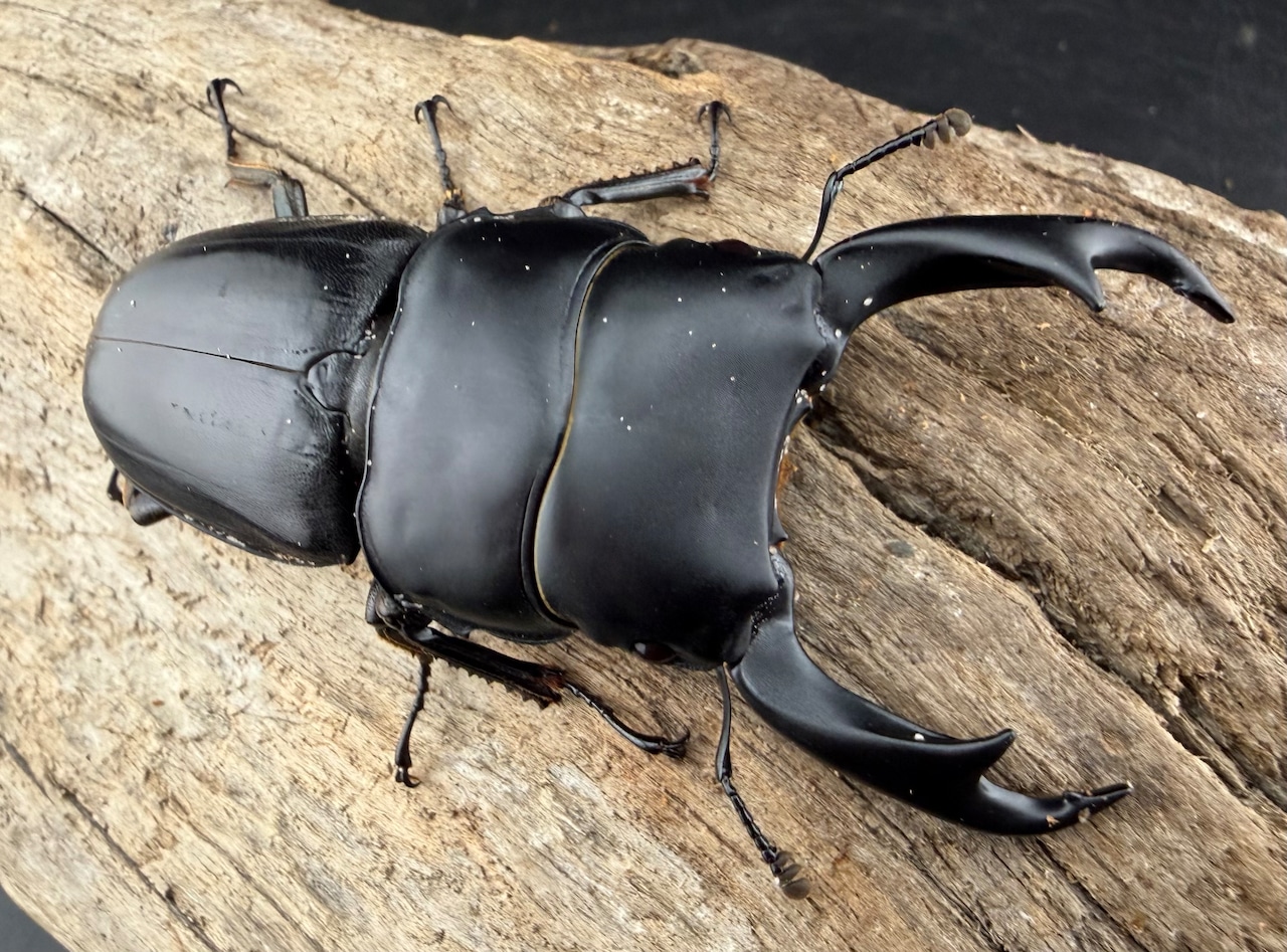 【WD】大型《スマトラパリーオオクワ 72mm ペア》