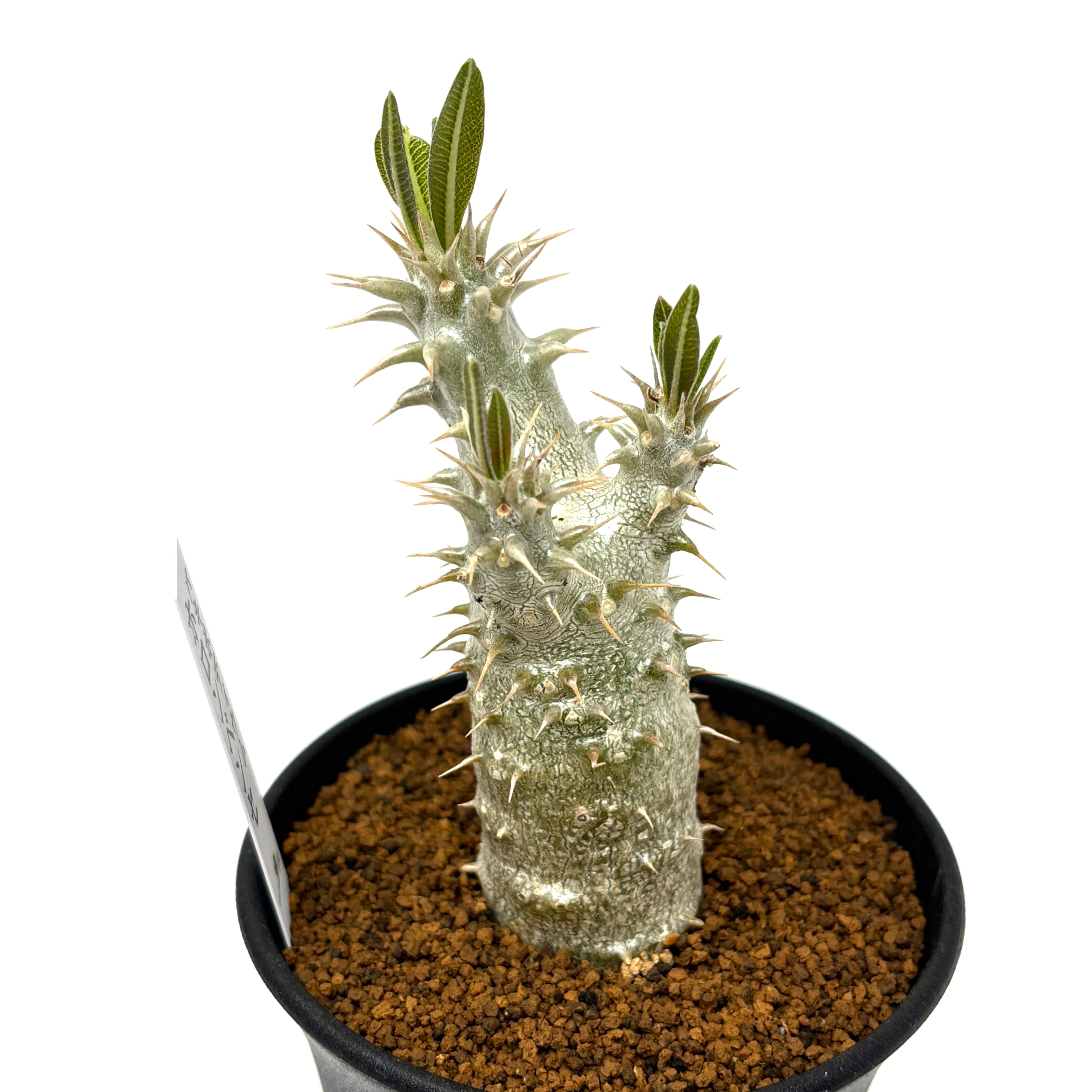 パキポディウム ホロンベンセ【222】 | PROTOLEAF プロトリーフ