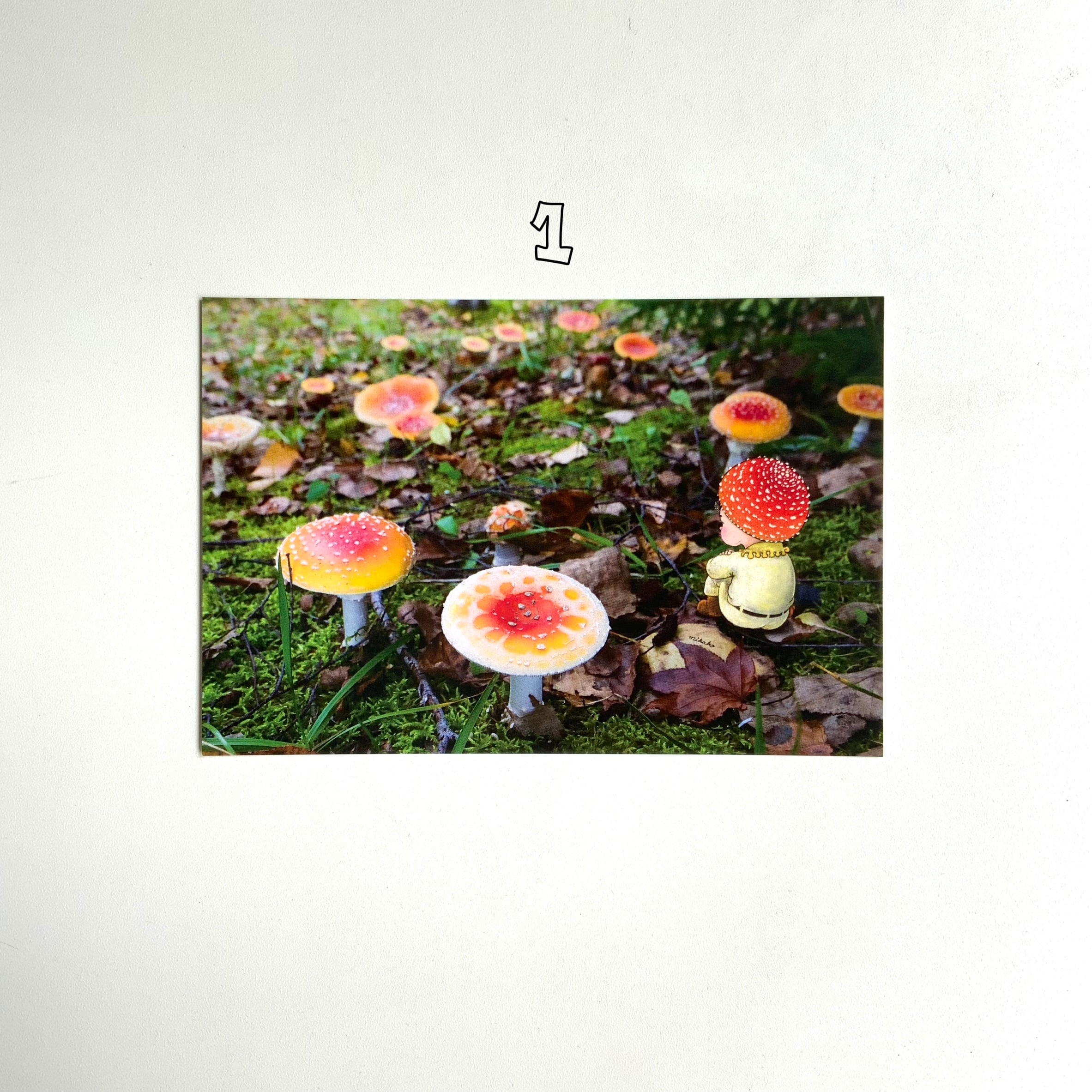 きのこポストカード／写真＋絵