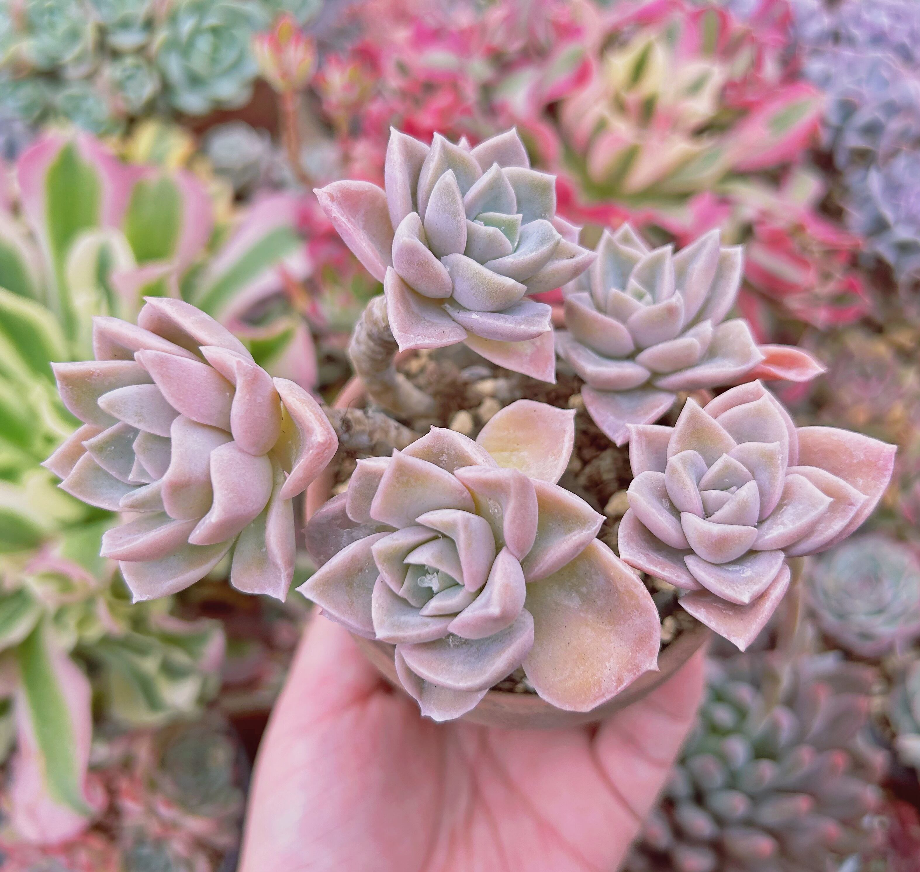 024現物 多肉植物 ラブリーローズx白牡丹 抜き苗 | るる農園~多肉植物専門