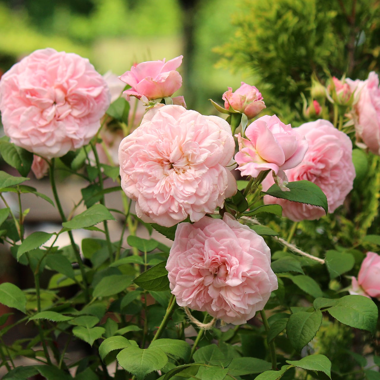 バラ大苗 ファルセット【大森プランツオリジナル】 ＜3月上旬発送商品