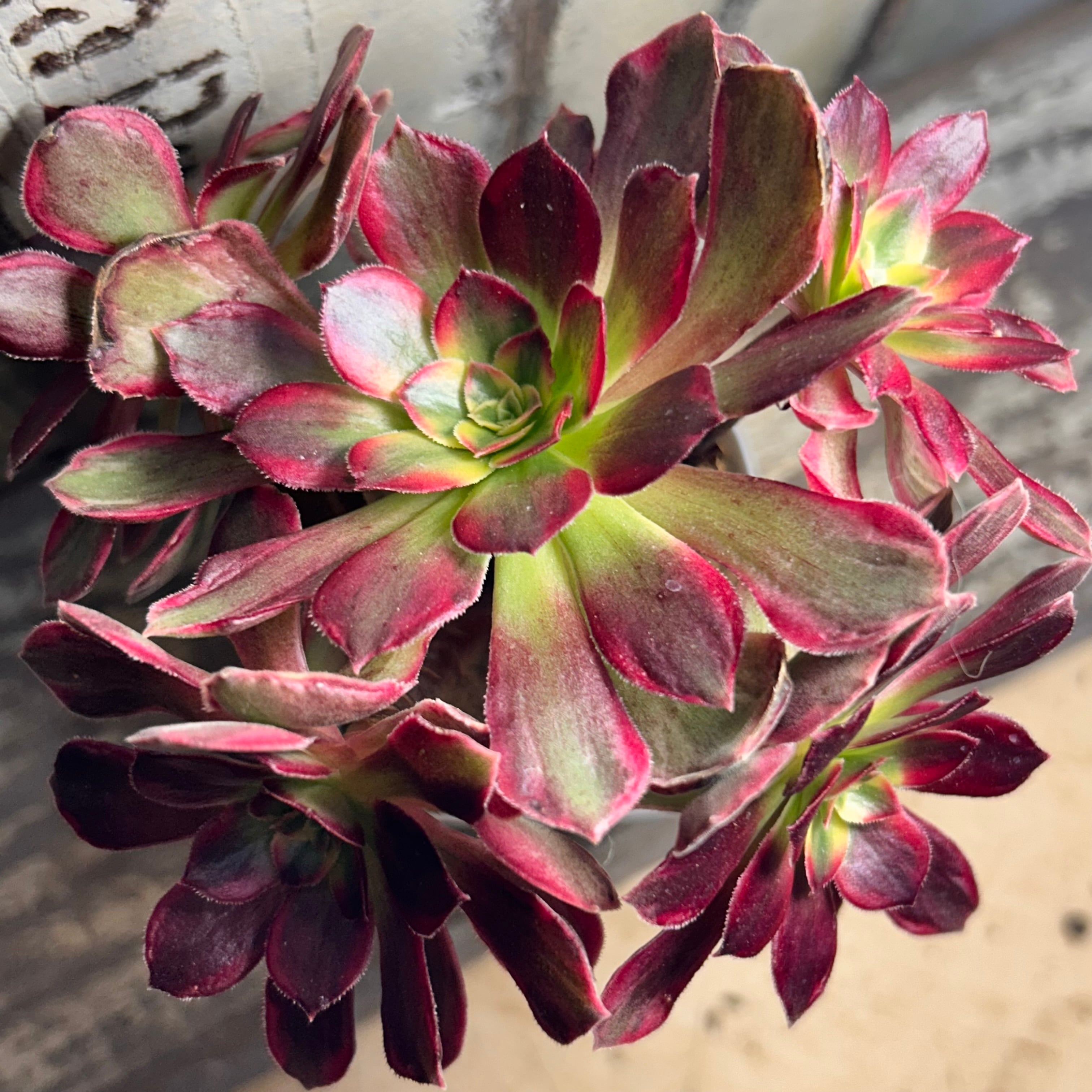 アンナ錦(アエオニウム) | RuPo 多肉植物専門店