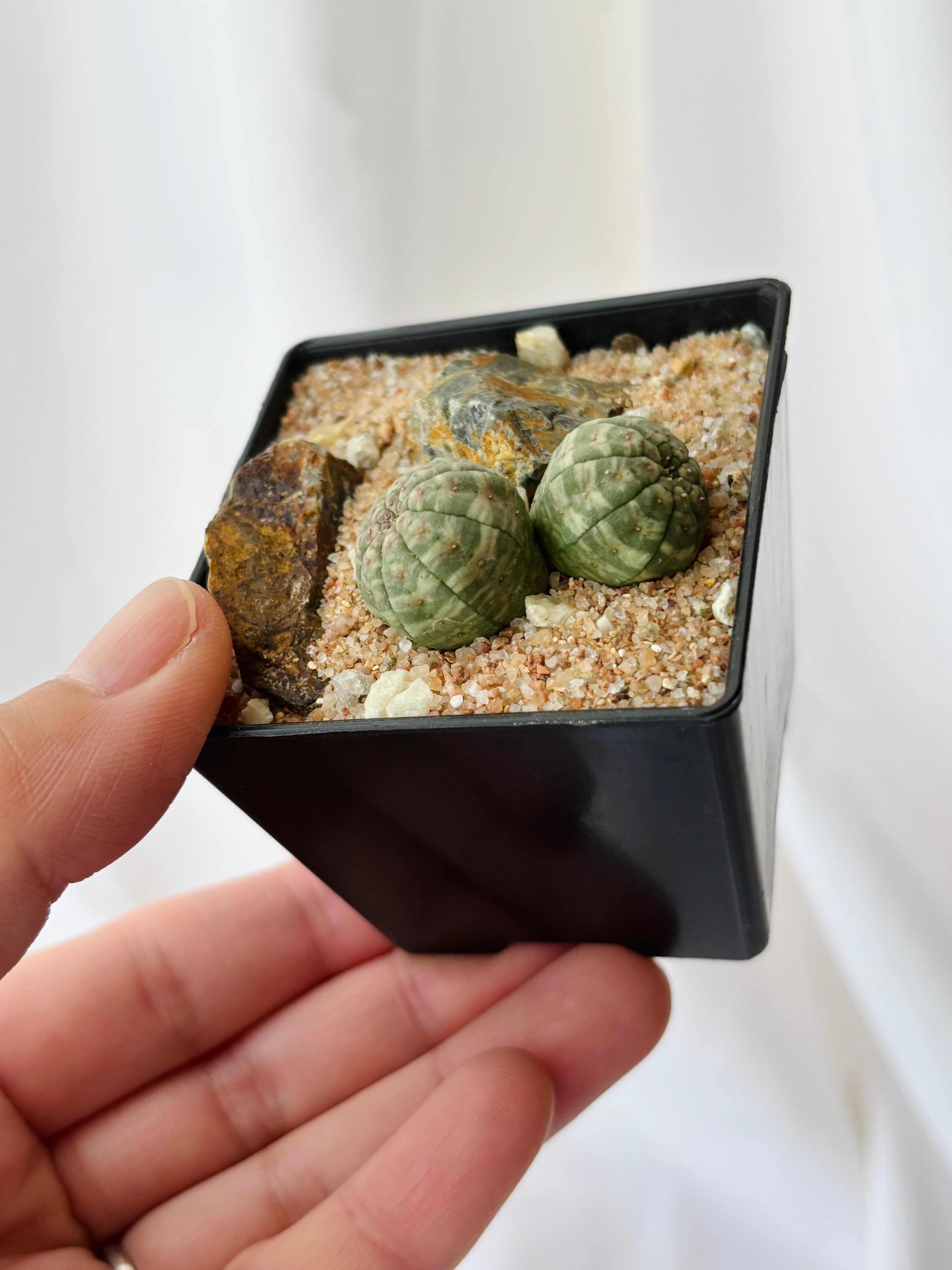 Euphorbia Obesa ユーフォルビア オベサ 多肉植物 | plants MARU