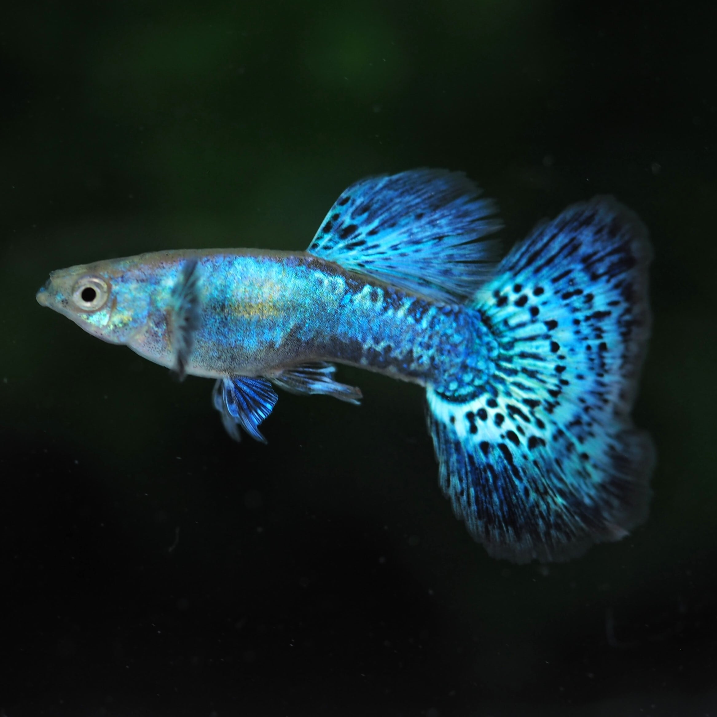 d0c7fef523b3b74cd4819e5e2de53c