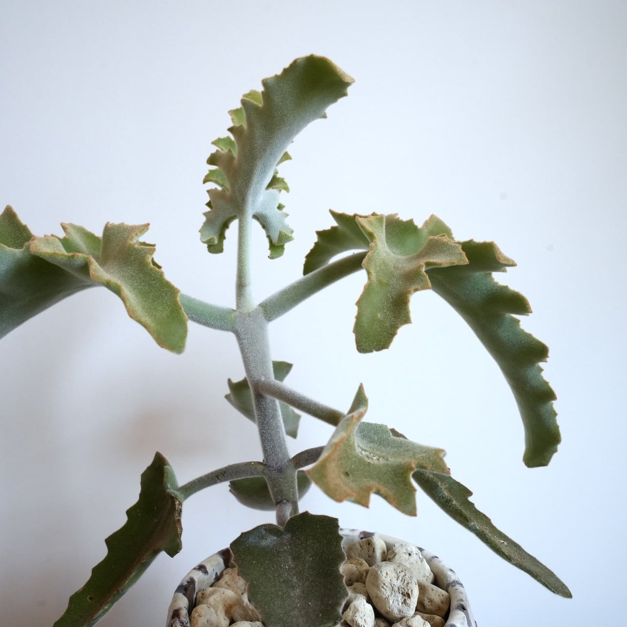 送料込み】観葉植物 カランコエ ベハレンシス 5号サイズ 陶器鉢 | 草陽香