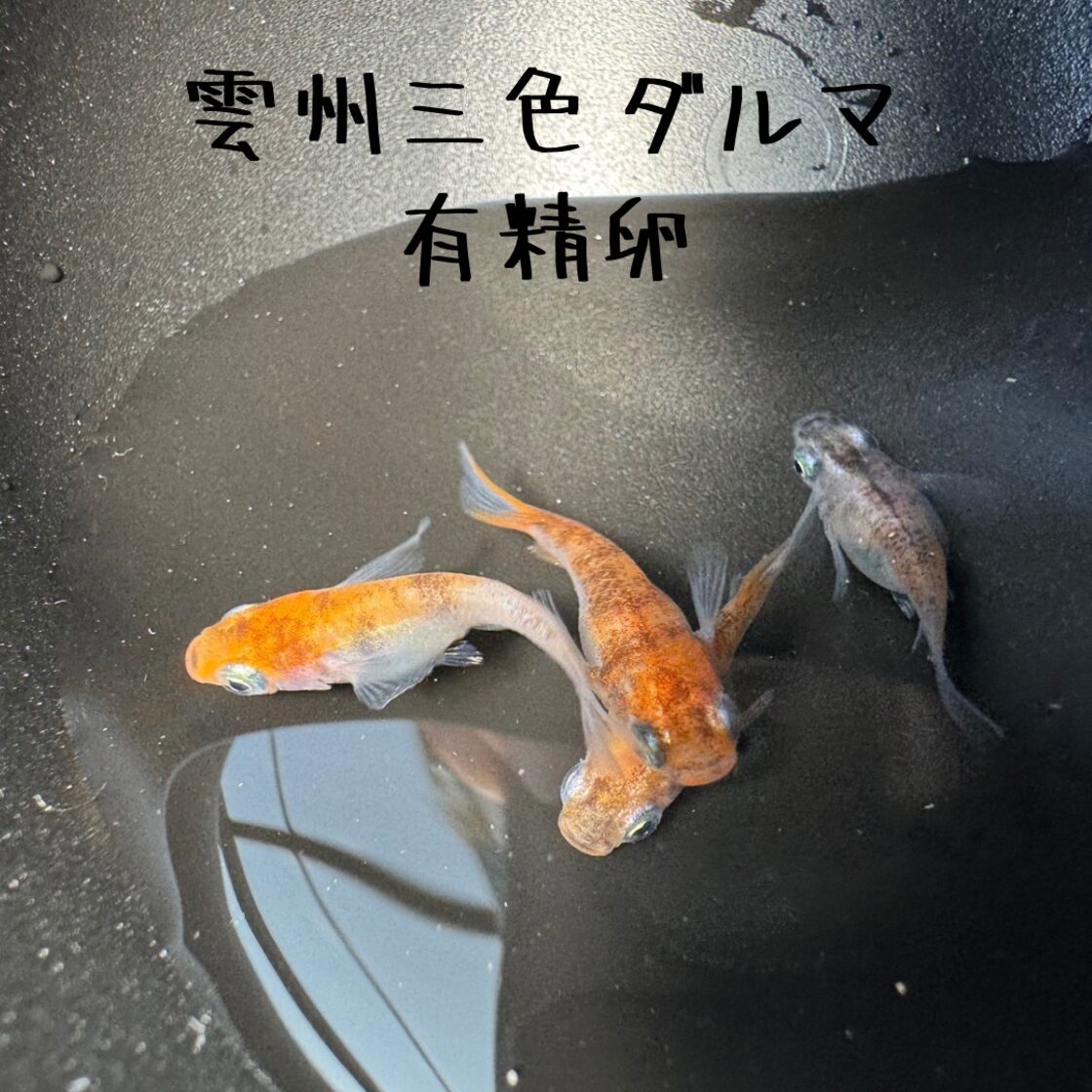 雲州三色ダルマ 有精卵 20個 + α | PAY ID