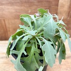 Othonna triplinervia×cyclophylla【オトンナ・トリプリネルビア×シクロフィラ】