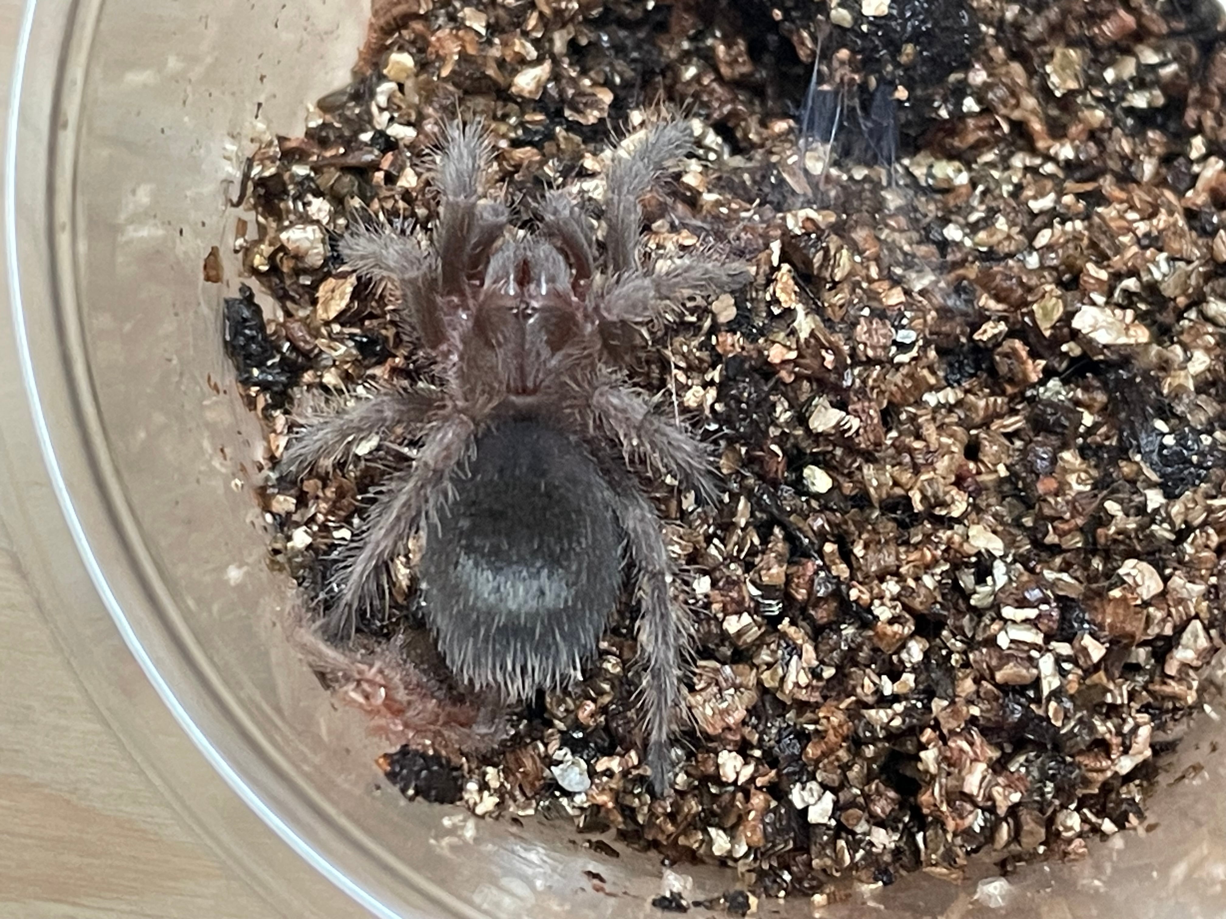 Macrothele raveni 中国産ジョウゴグモ | 奇蟲・昆虫・甲殻類販売 crab