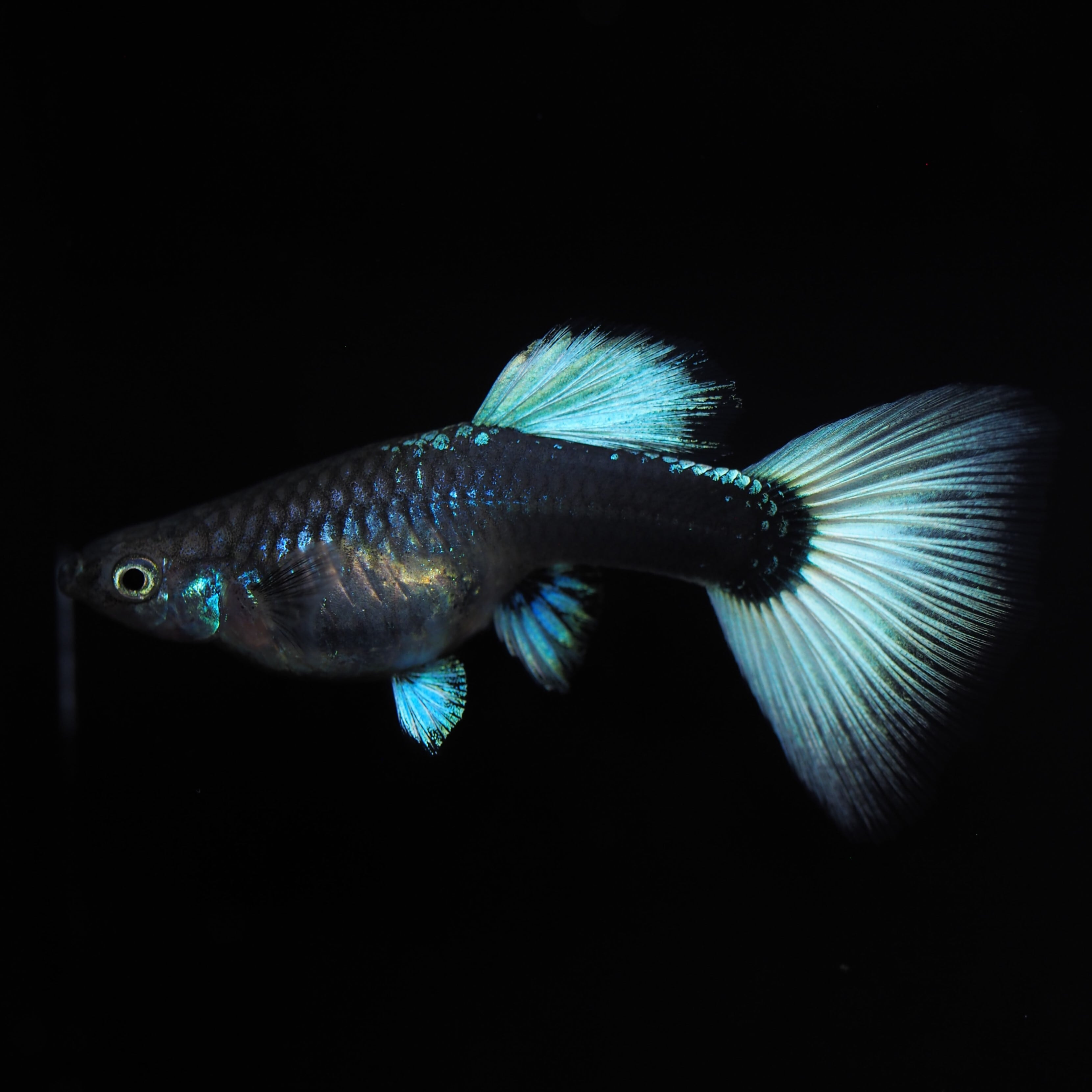 ドイツイエロータキシードスワロー１ペア（guppy shop connect）1 （熱帯魚）ドイツイエロータキシード・グッピー（国産